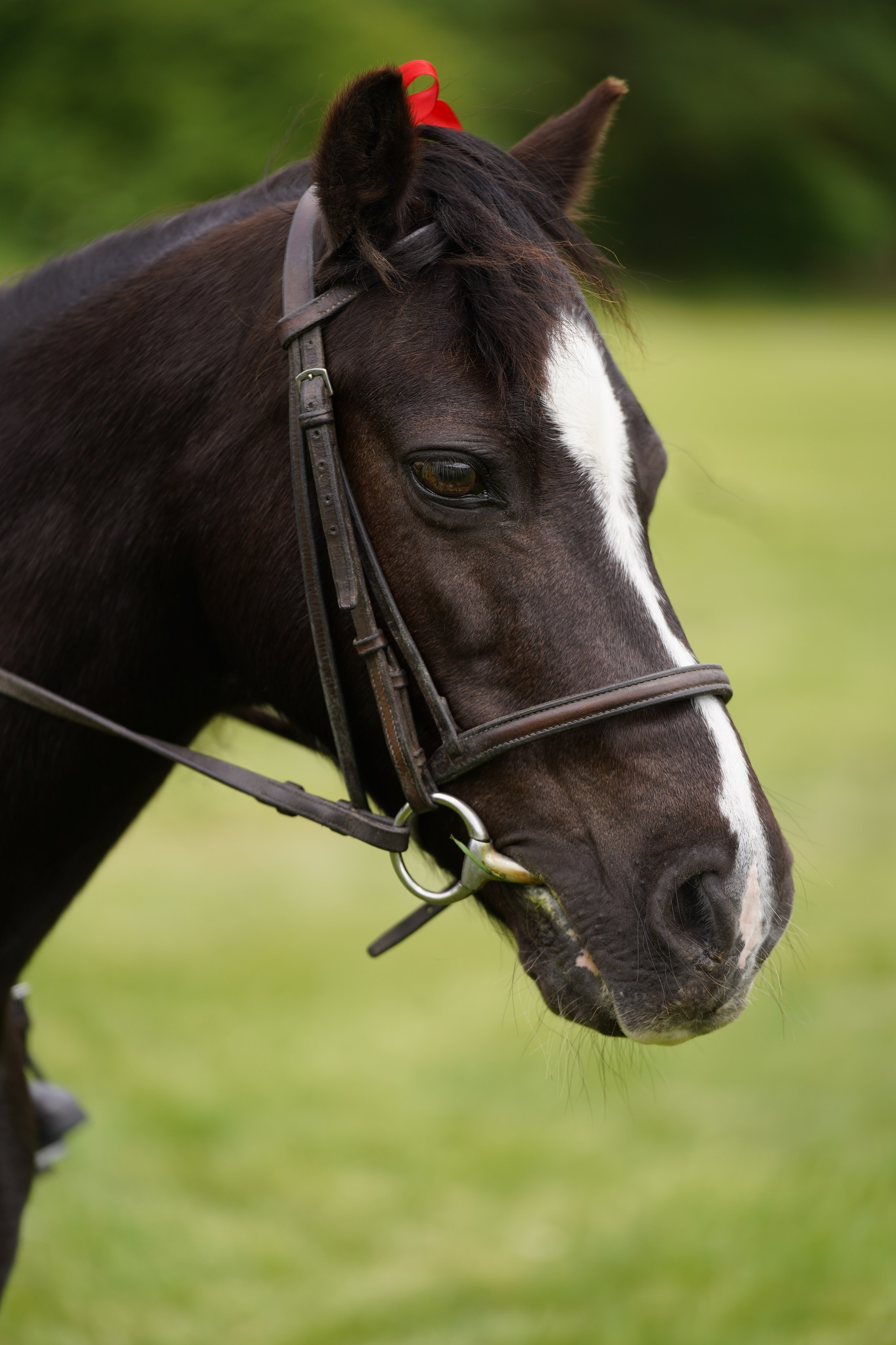 Headshots. Leicestershire Equine Photography by El | Authentic Equine Portraits & Events