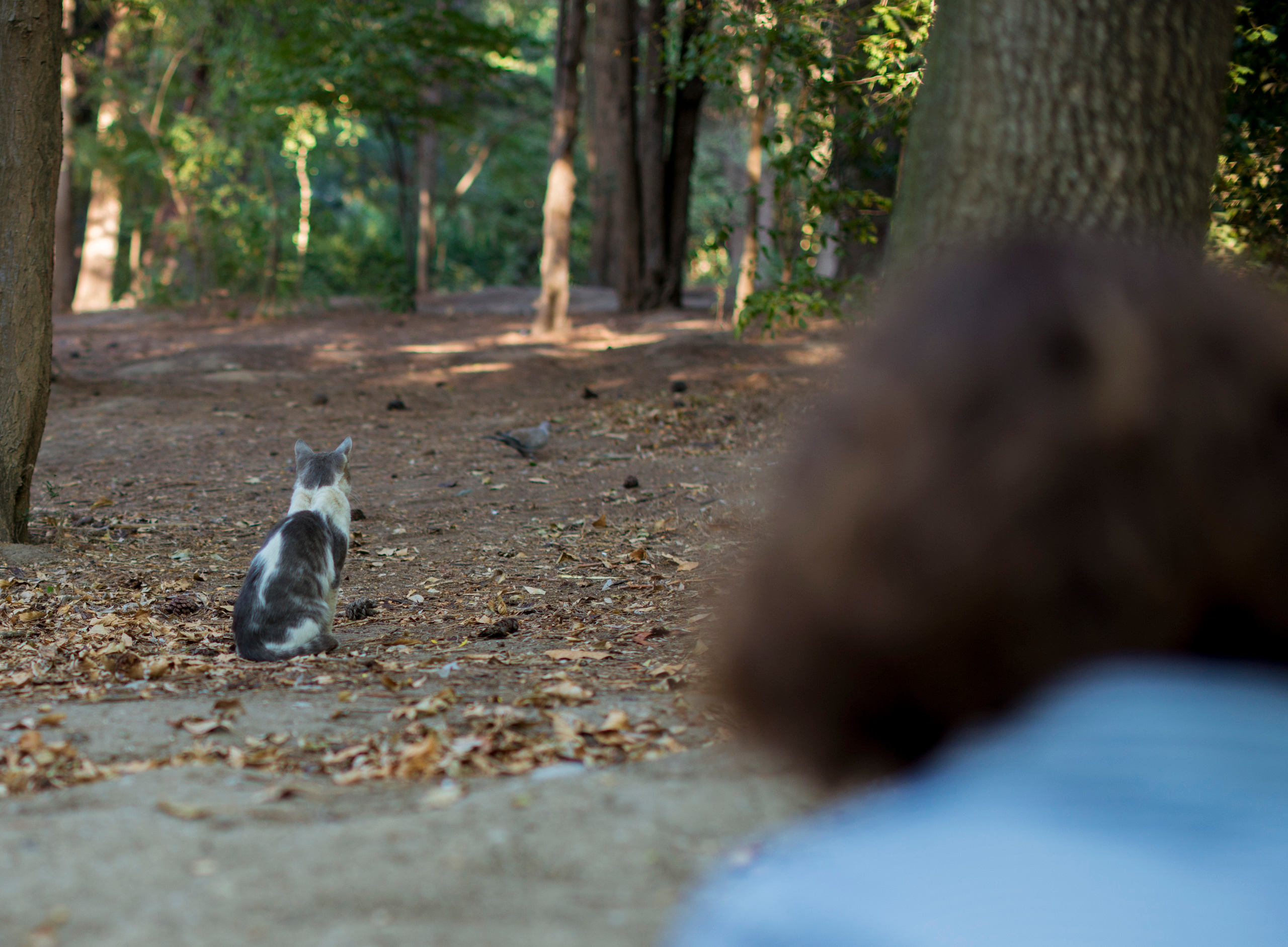 Счастливы вместе. Наргиз Сулейманова - Фотограф в Азербайджане