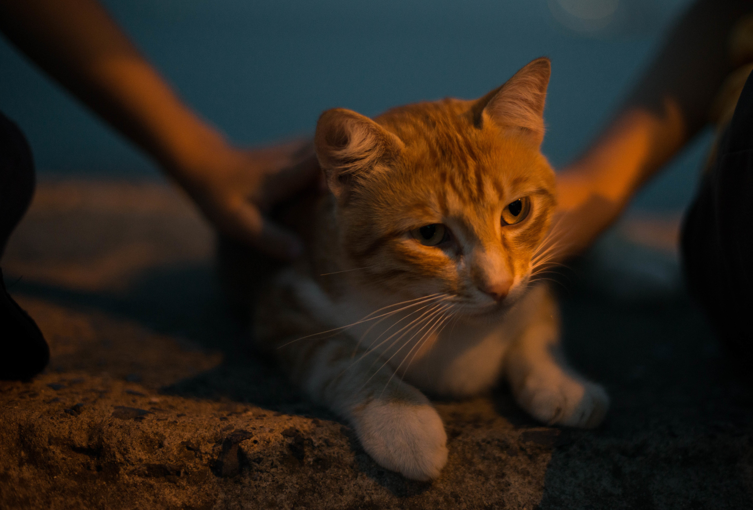 Константинопольские заметки. Наргиз Сулейманова - Фотограф в Азербайджане