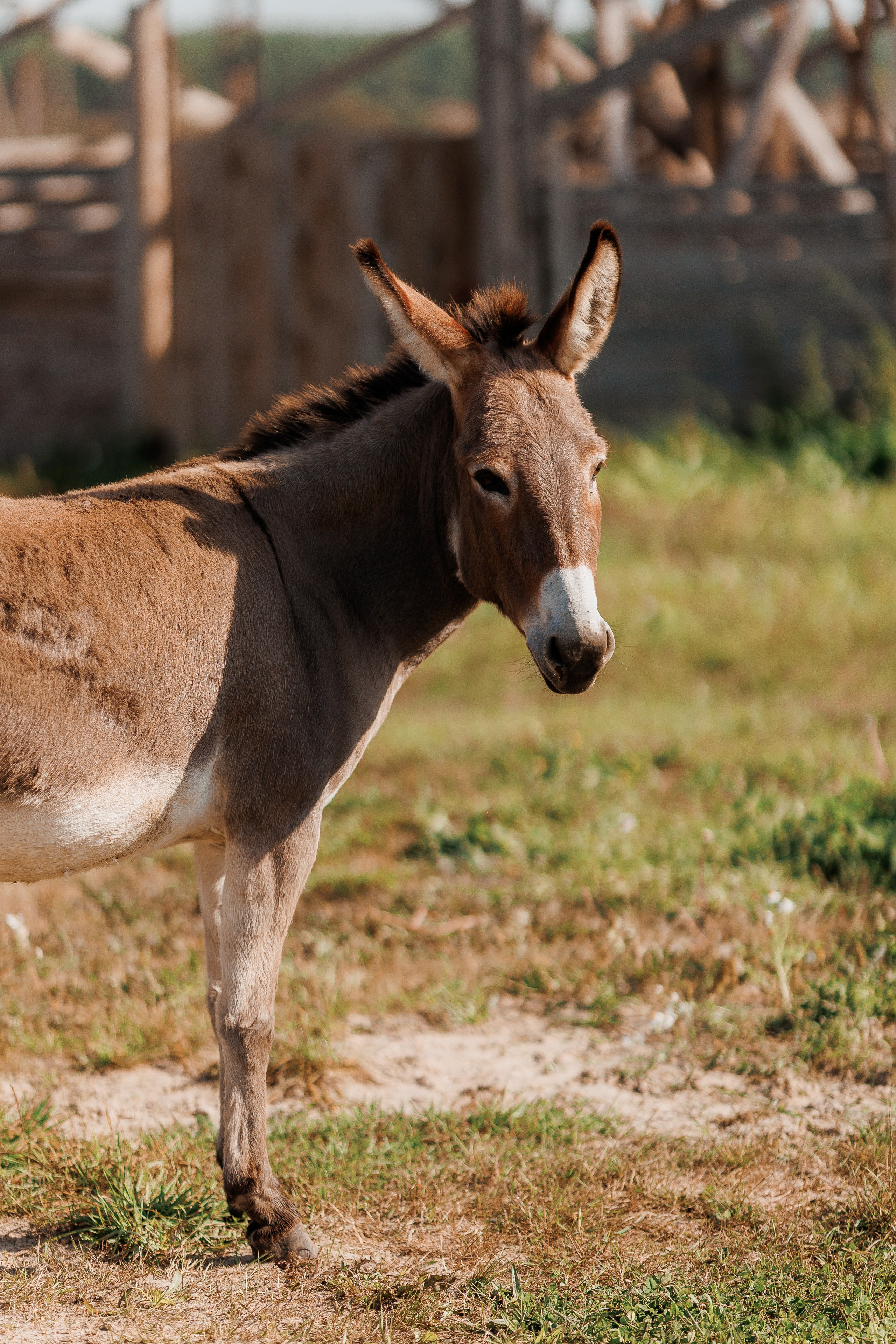 Екопарк Аміла. Ірина Терещук