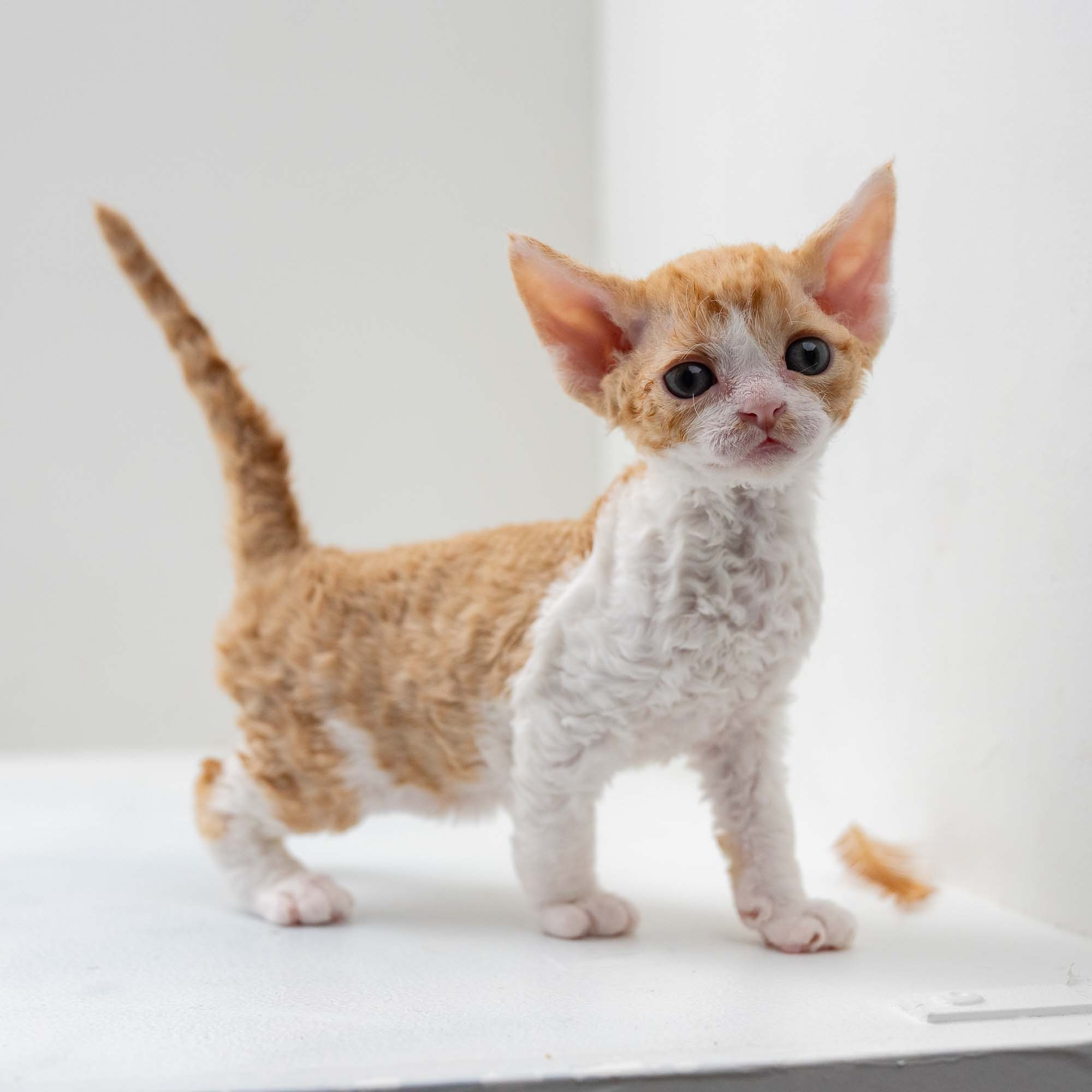 Gece, boy, born on 01.18.25. Devon Rex Pixie Cattery