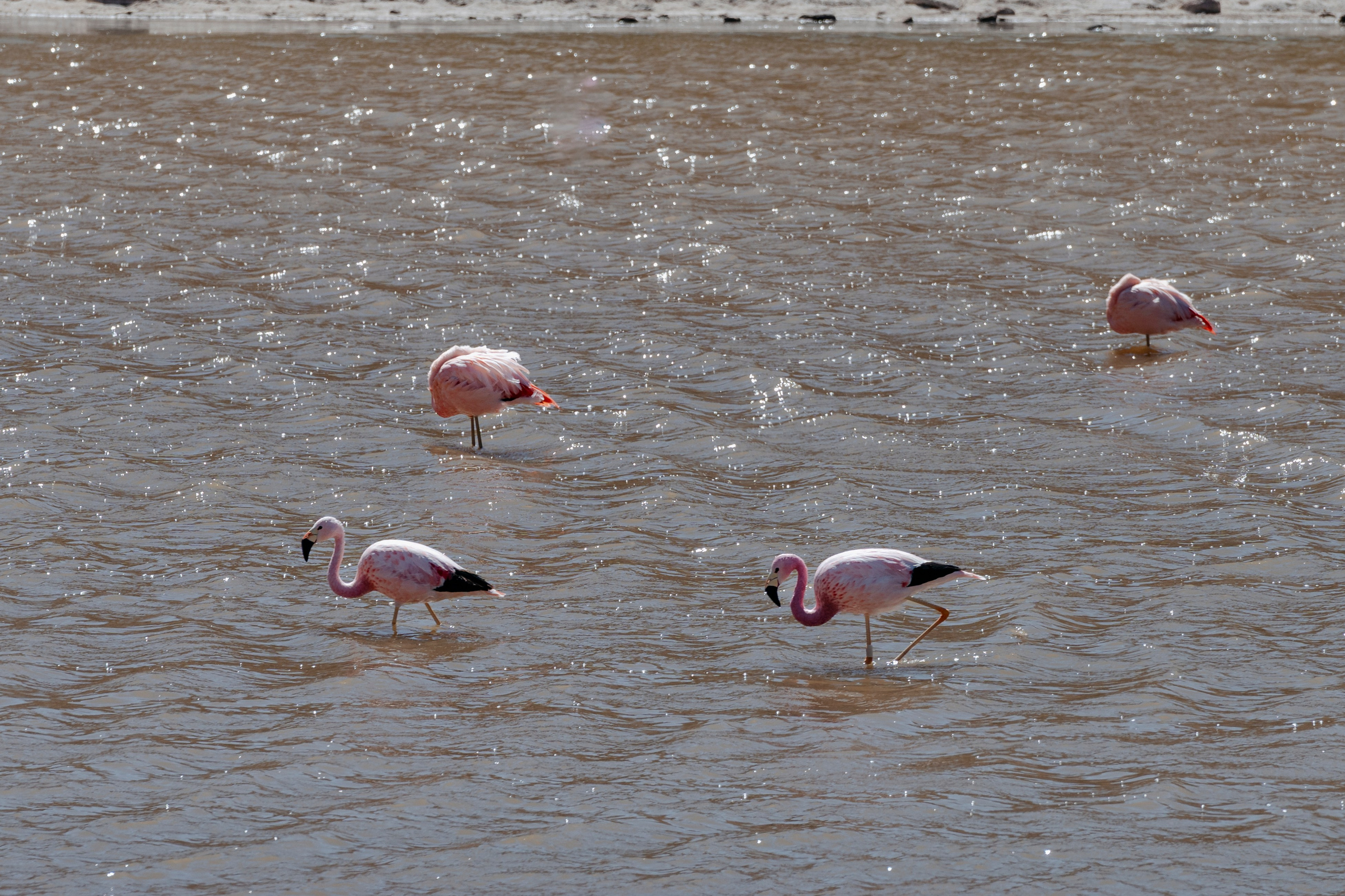 Geyser El Tatio (cobertura en tour privado). Principal