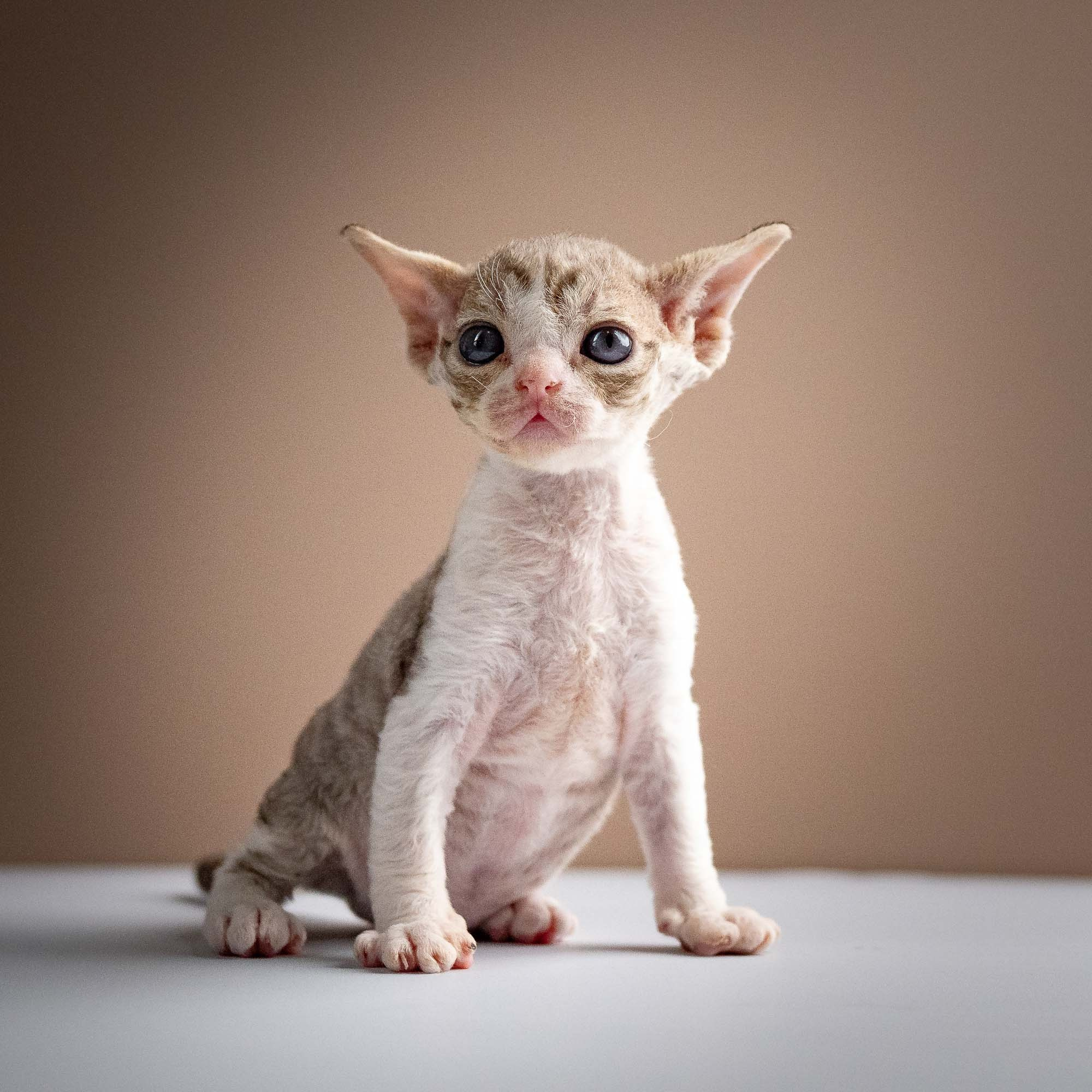 Sebastian, boy, born 05.15.26. Devon Rex Pixie Cattery