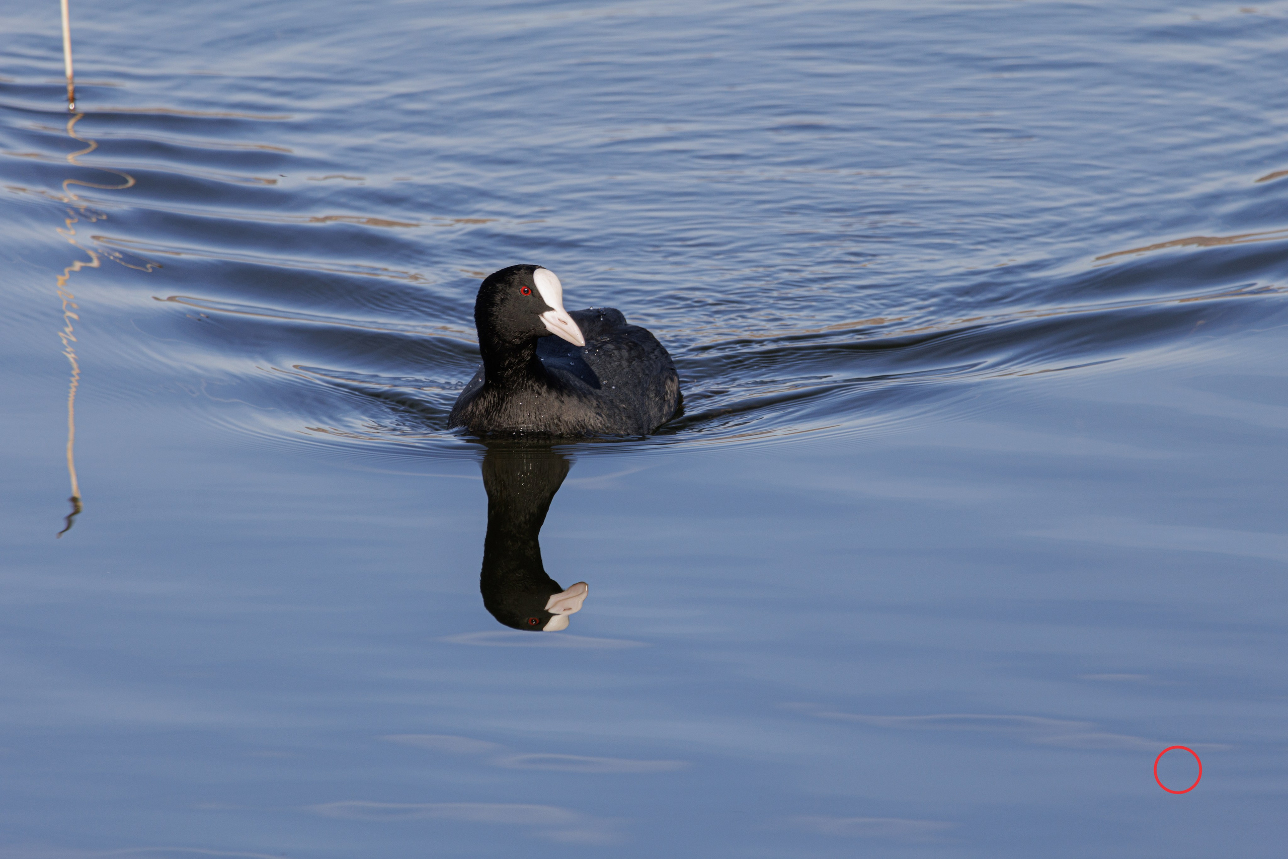 ბუნება. FramefreeMan