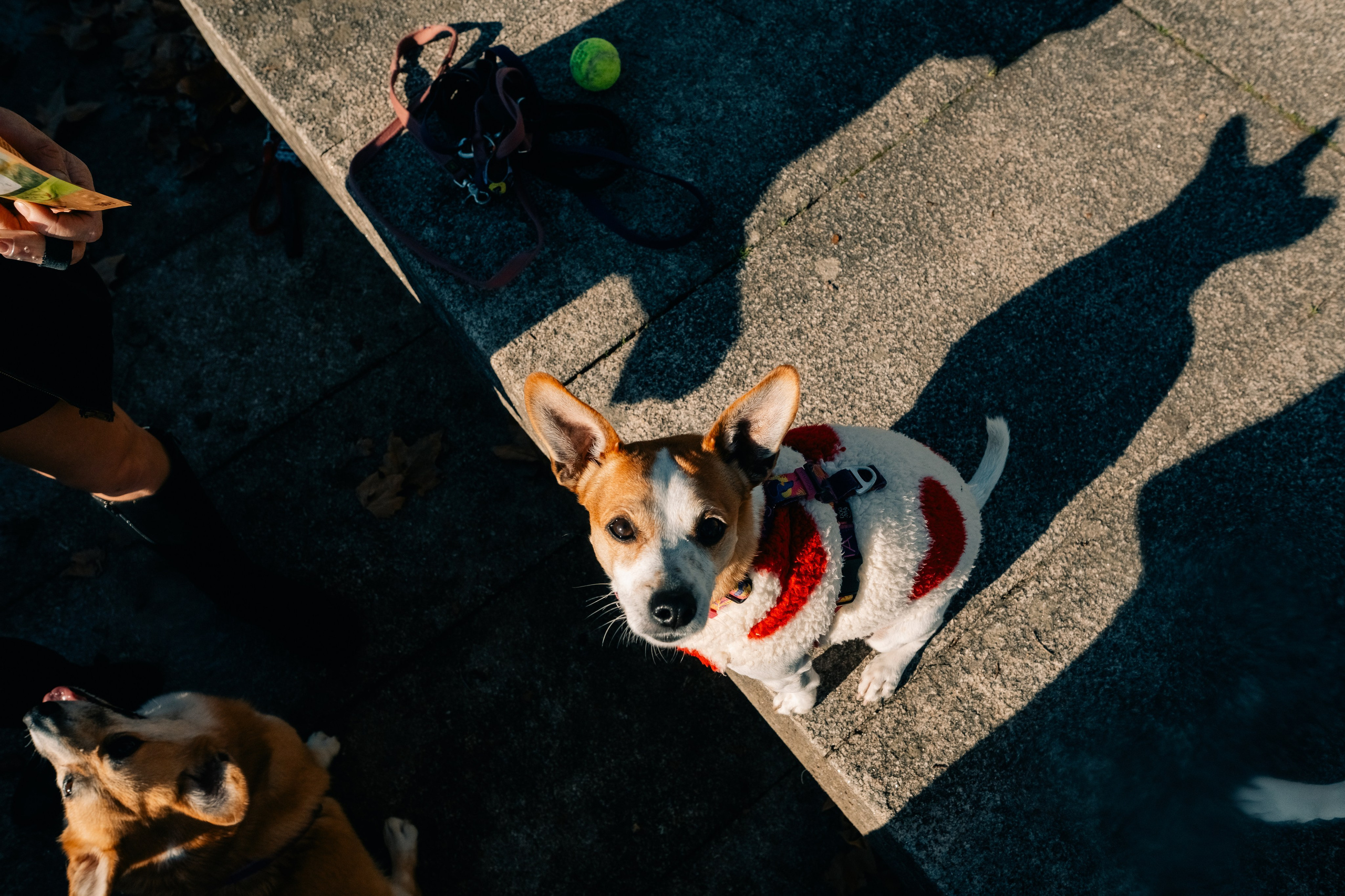 Yana & Doggos in Bonfim. Maria Sher. Professional photographer from Porto, Portugal