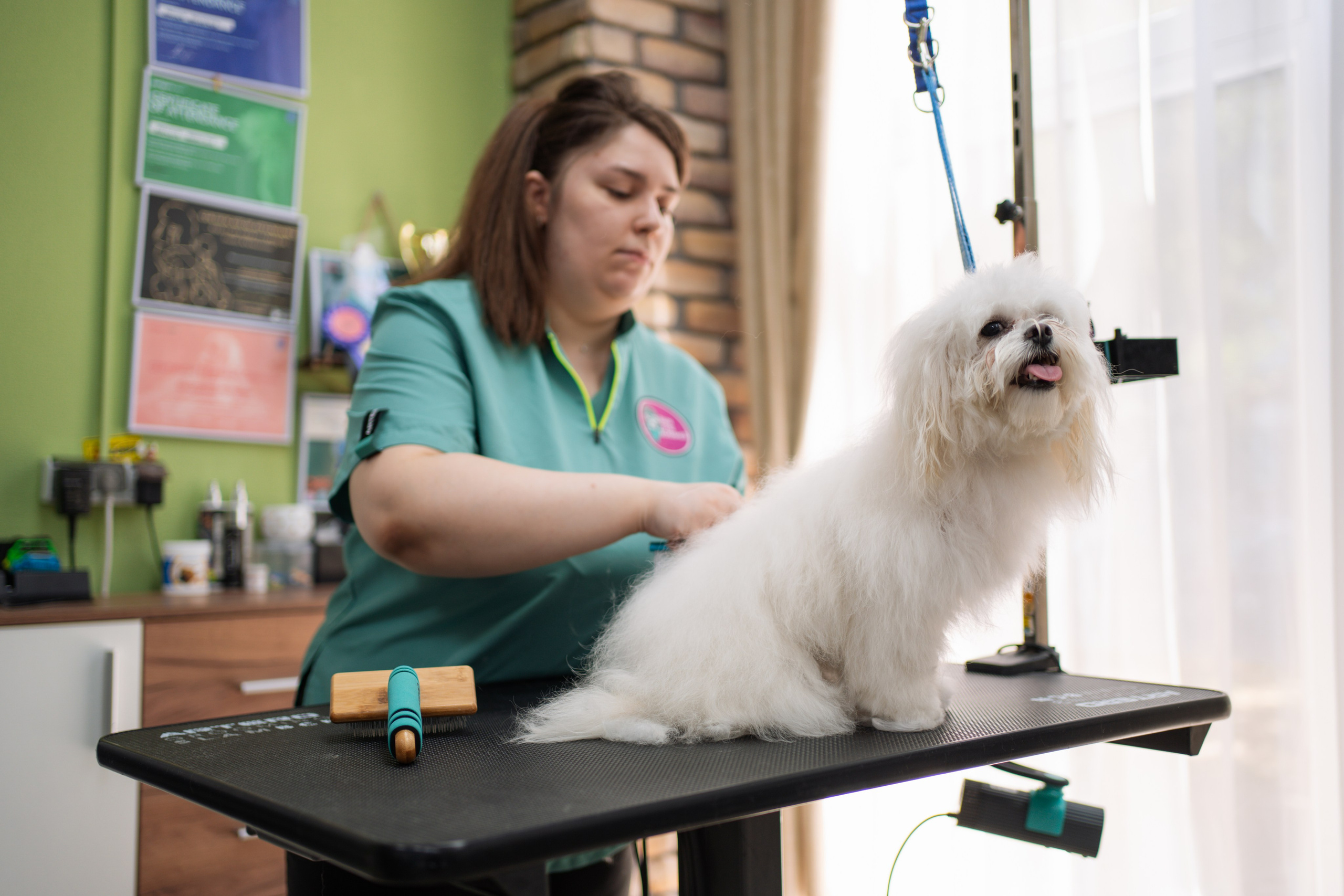 PetGroom Timisoara. Cozac Cristian Photographer