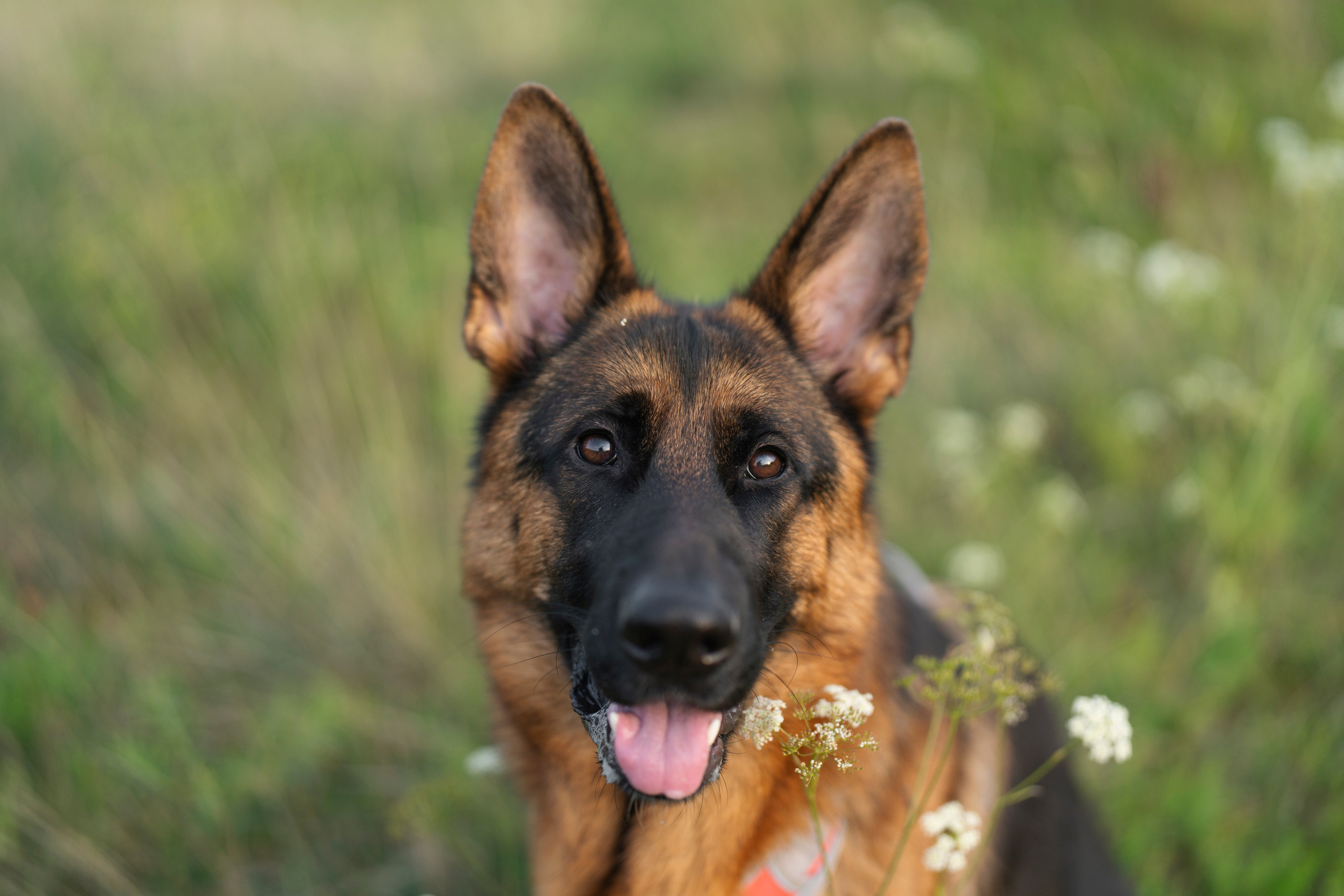 šuns fotosesija, fotosesija gamtoje, augintiniu fotografija, šunų fotografija, vokiečių aviganis