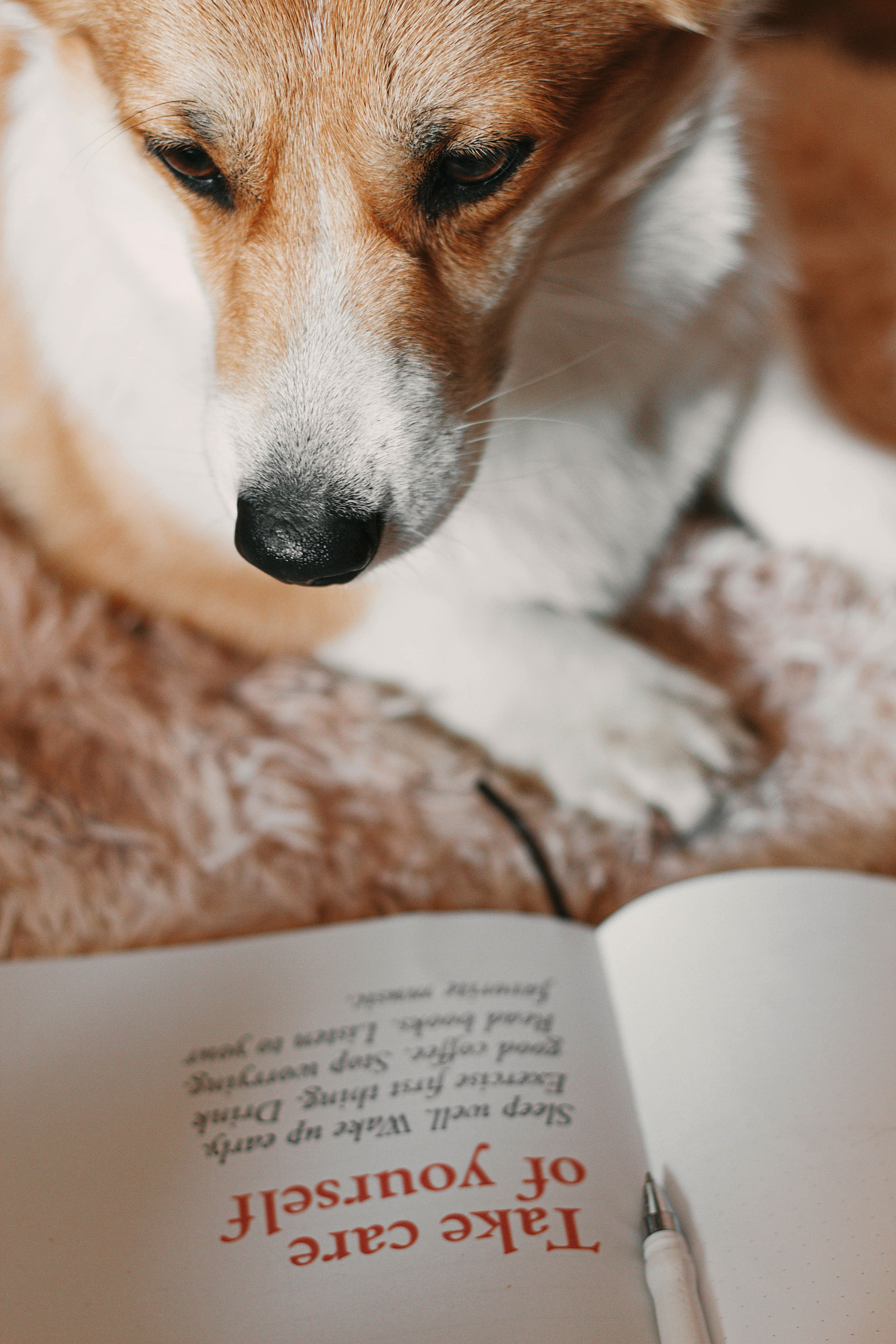 Порт анімал общ. Репортажний фотограф/анімаліст КИЇВ