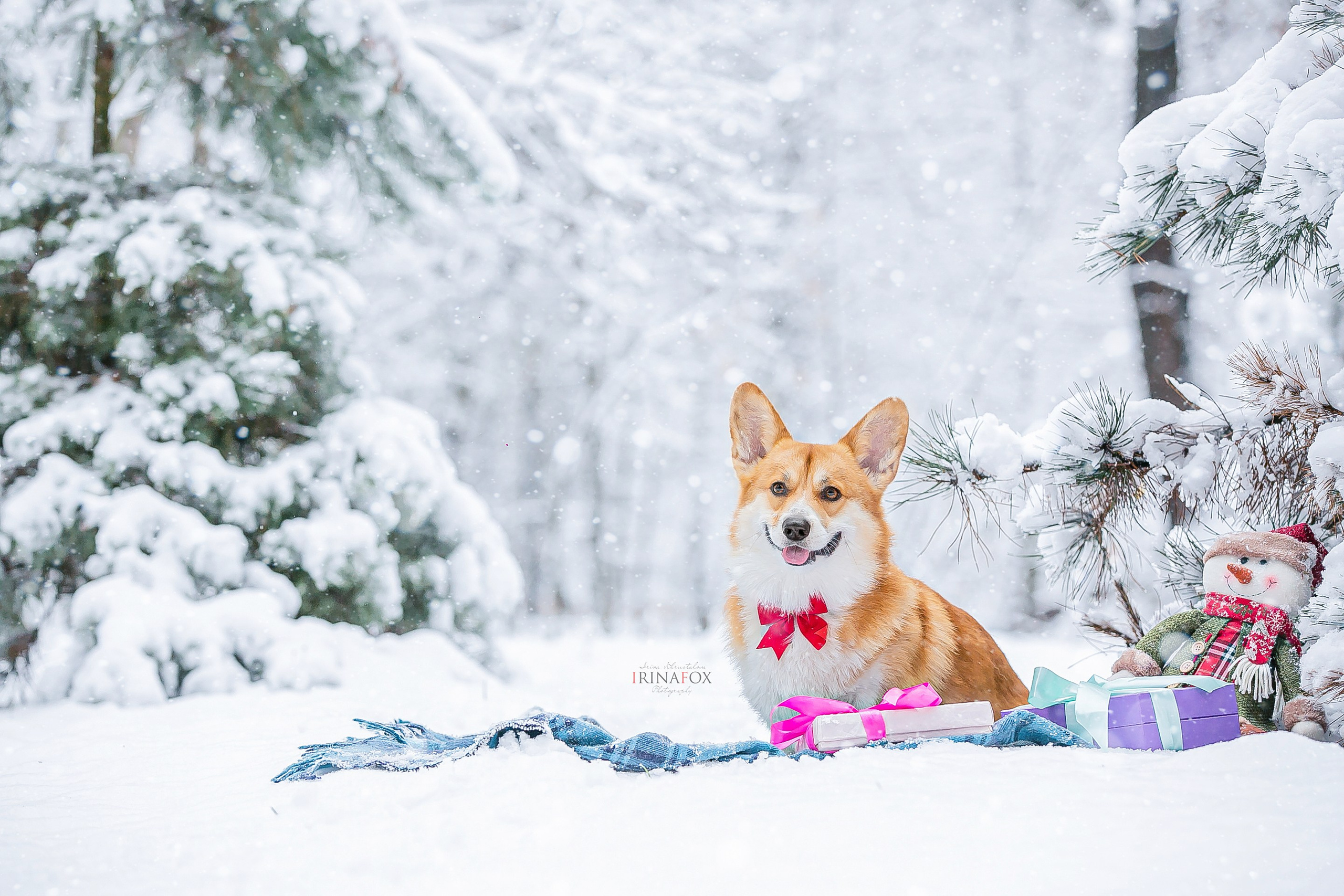 Порт анімал общ. Репортажний фотограф/анімаліст КИЇВ