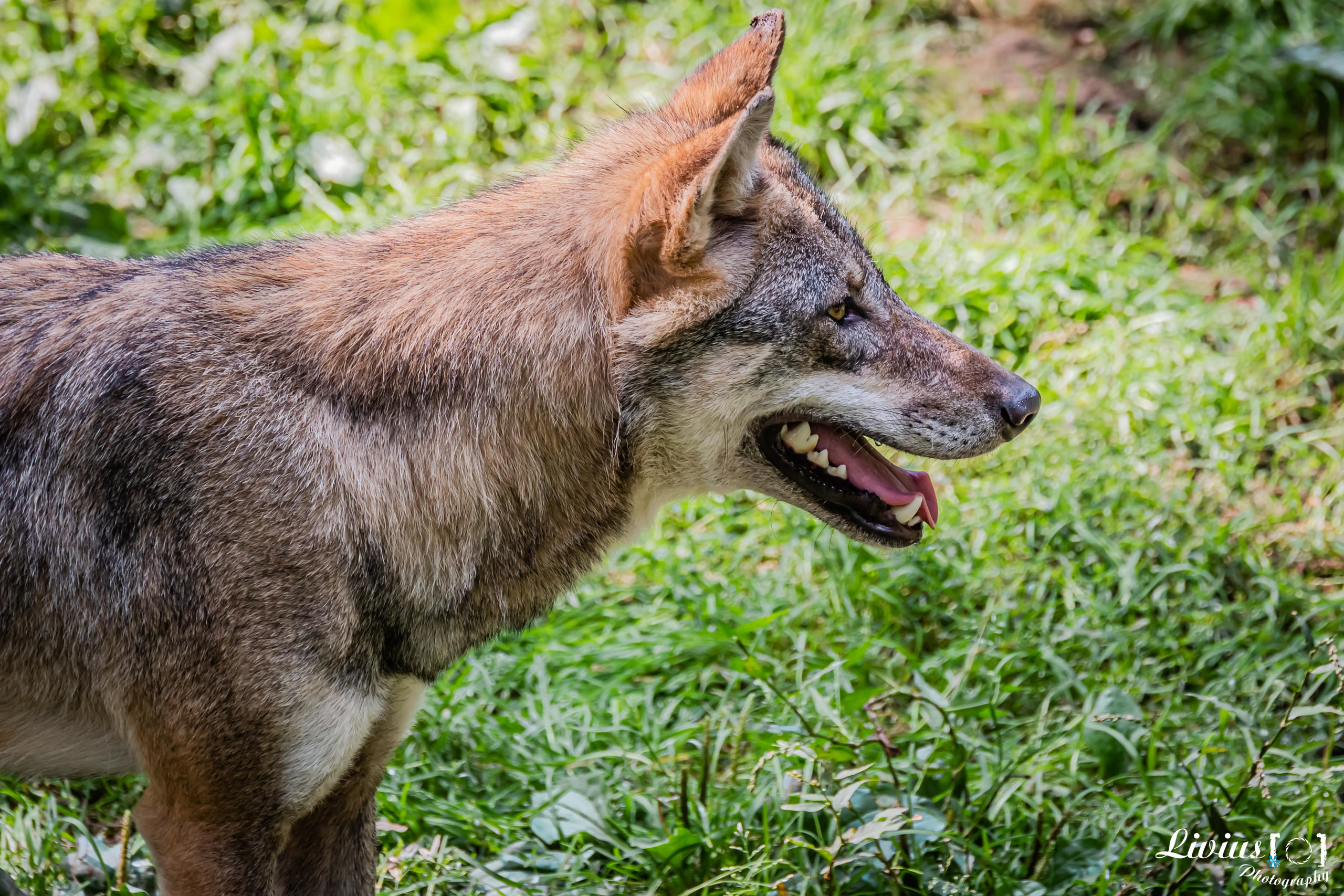 Wildpark Tambach. FOTO KREATIV