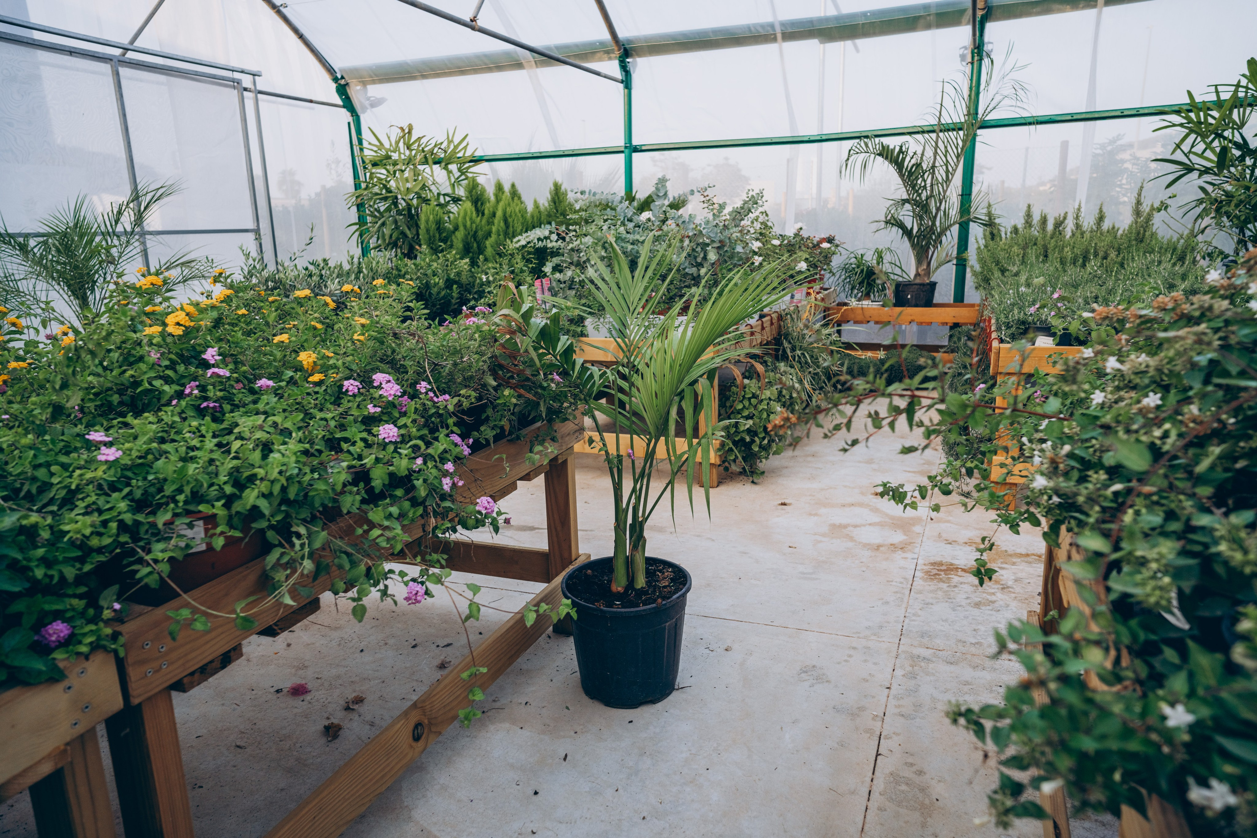 Centro Jardin. Photographer in Mallorca