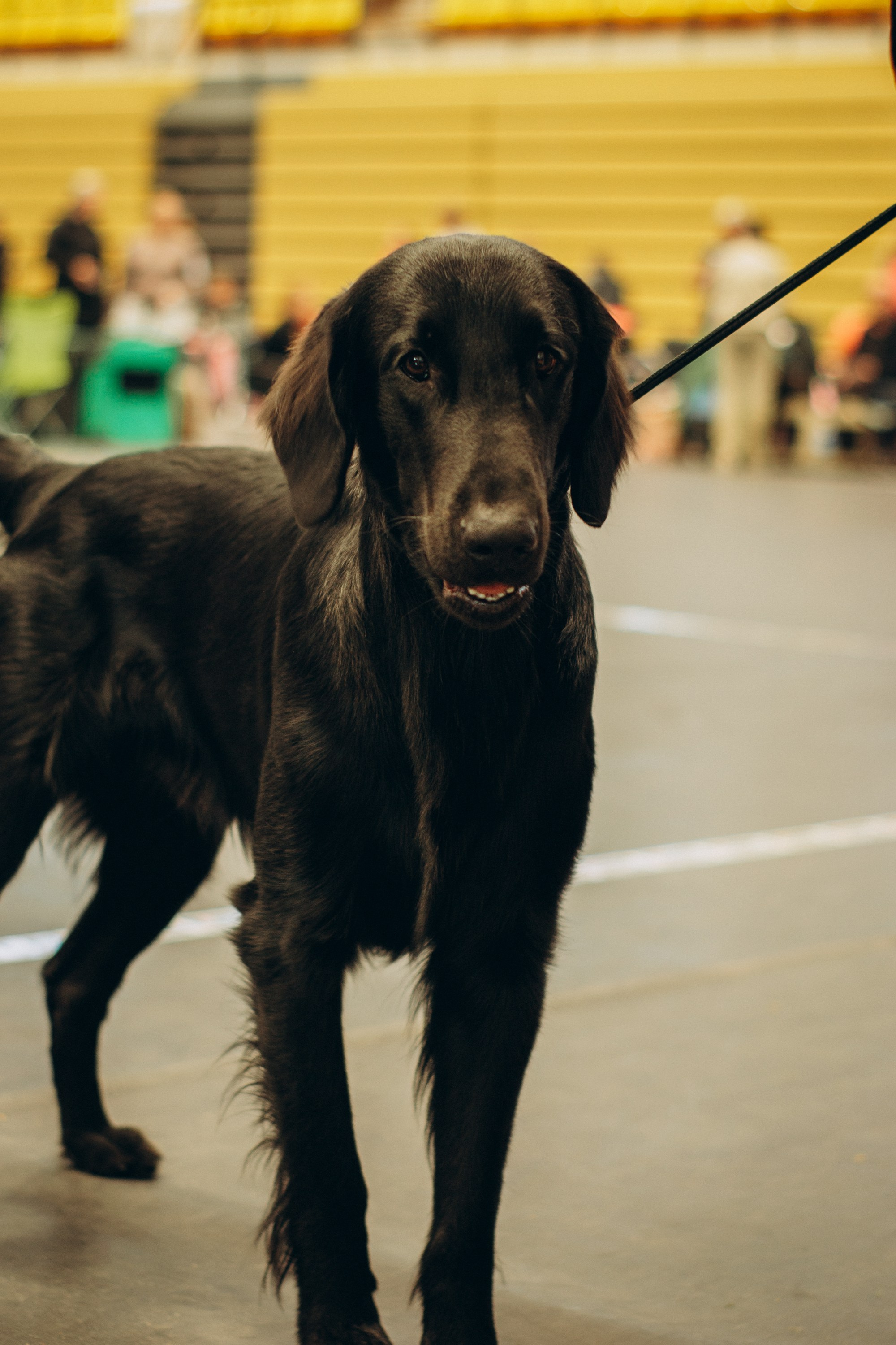 Rakvere Dog Show. Kat Laisaar — Pet photographer in Tallinn