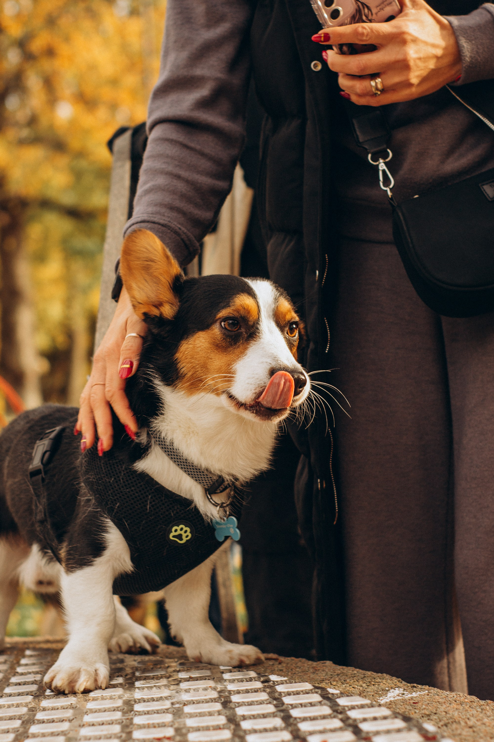 Corgi party, october. Kat Laisaar — Pet photographer in Tallinn