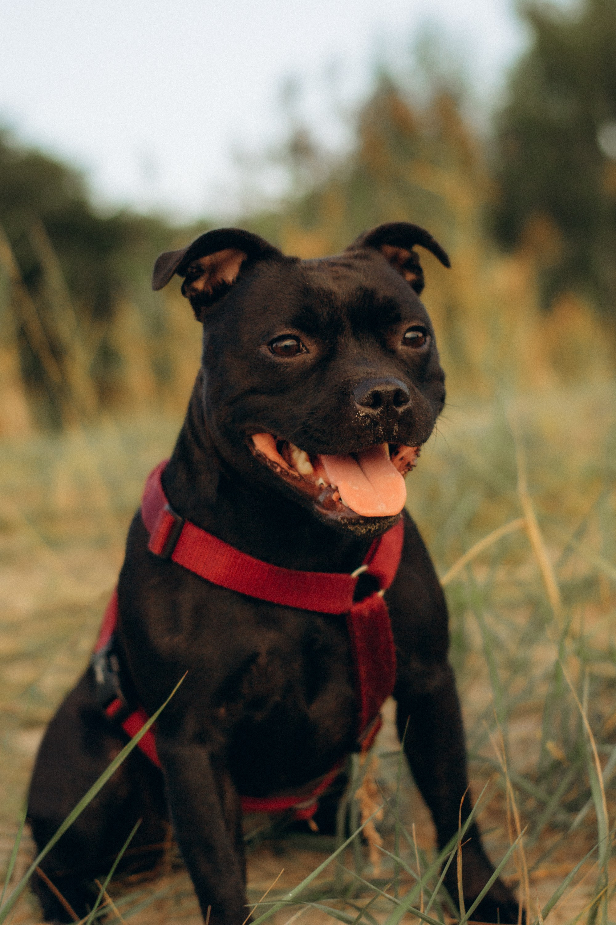 Severa and Barracuda, Staffordshire Bull Terriers. Kat Laisaar — Pet photographer in Tallinn