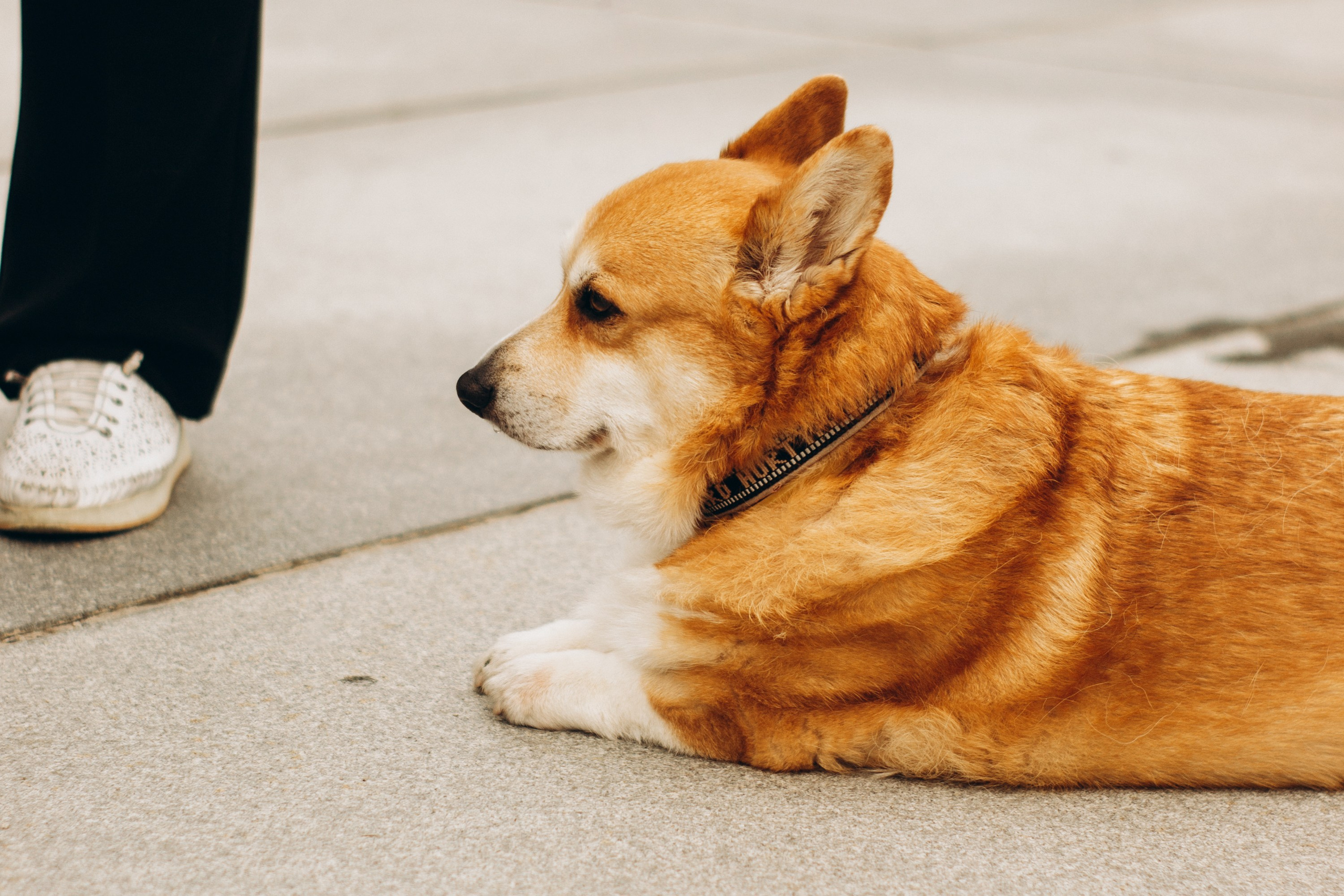 Corgi party, september. Kat Laisaar — Pet photographer in Tallinn