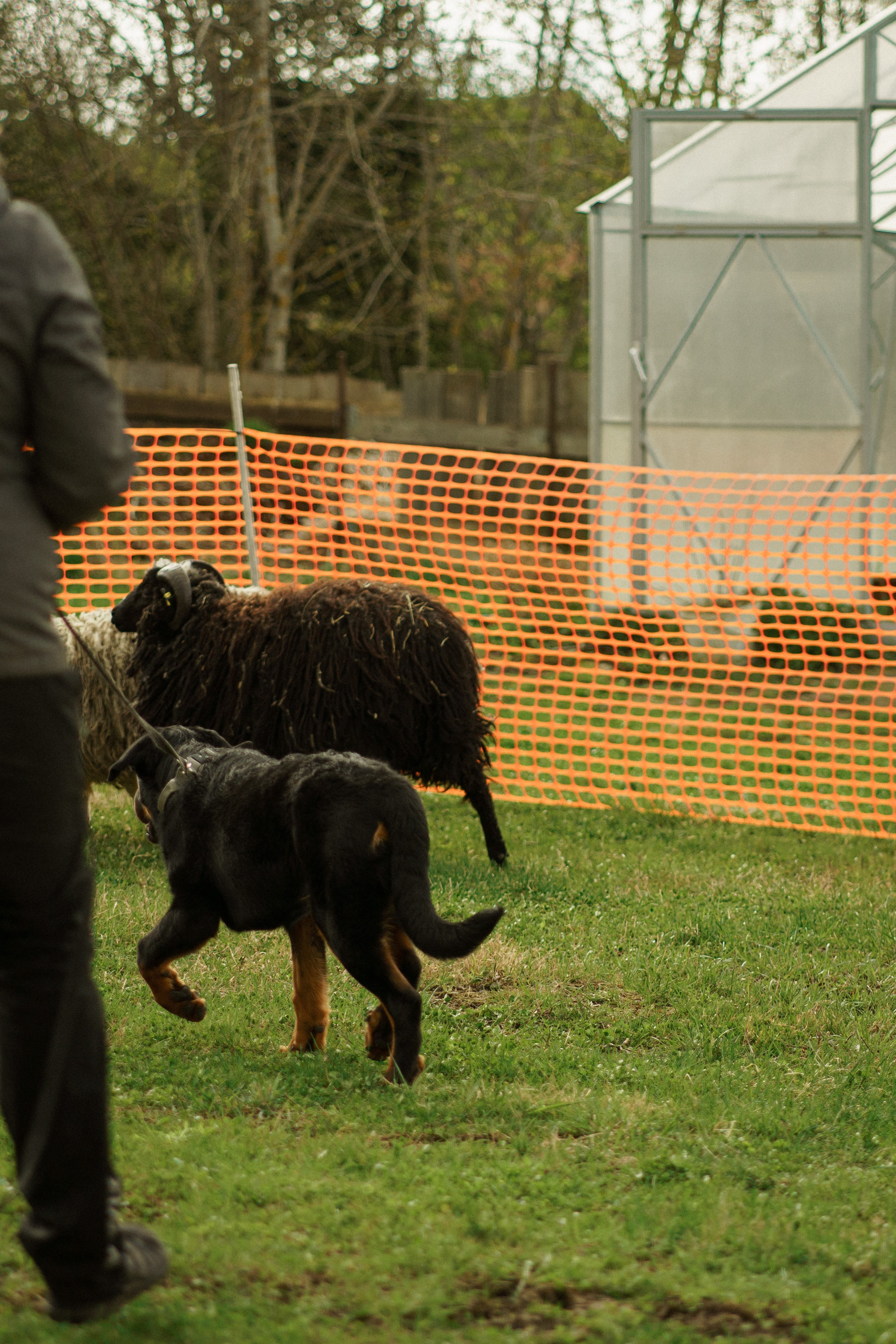 Herding Days, 26 apr. 2025. Kat Laisaar — Pet photographer in Tallinn
