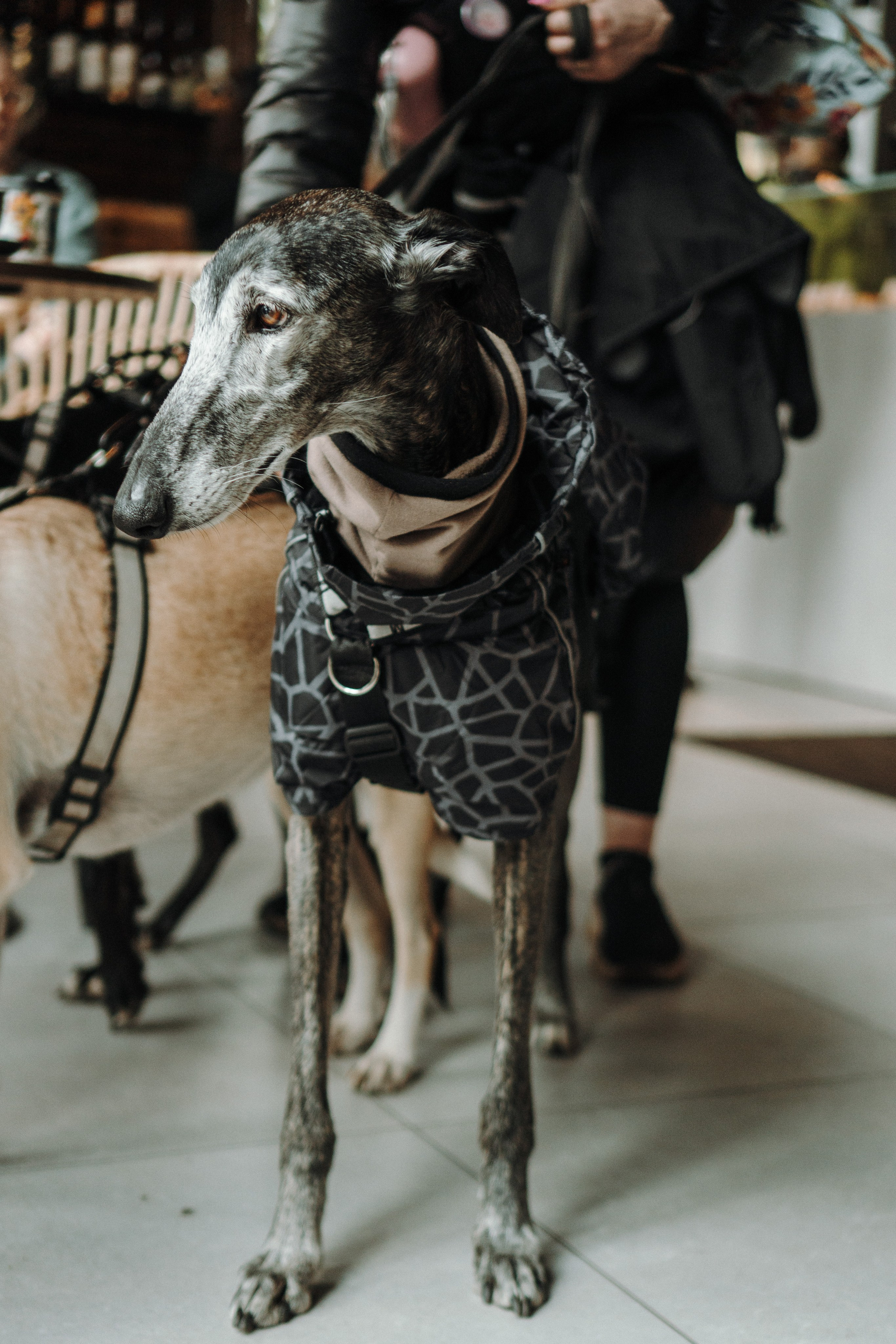 GalgoTreff / Mia Pagar 1 may, 2025. Kat Laisaar — Pet photographer in Tallinn