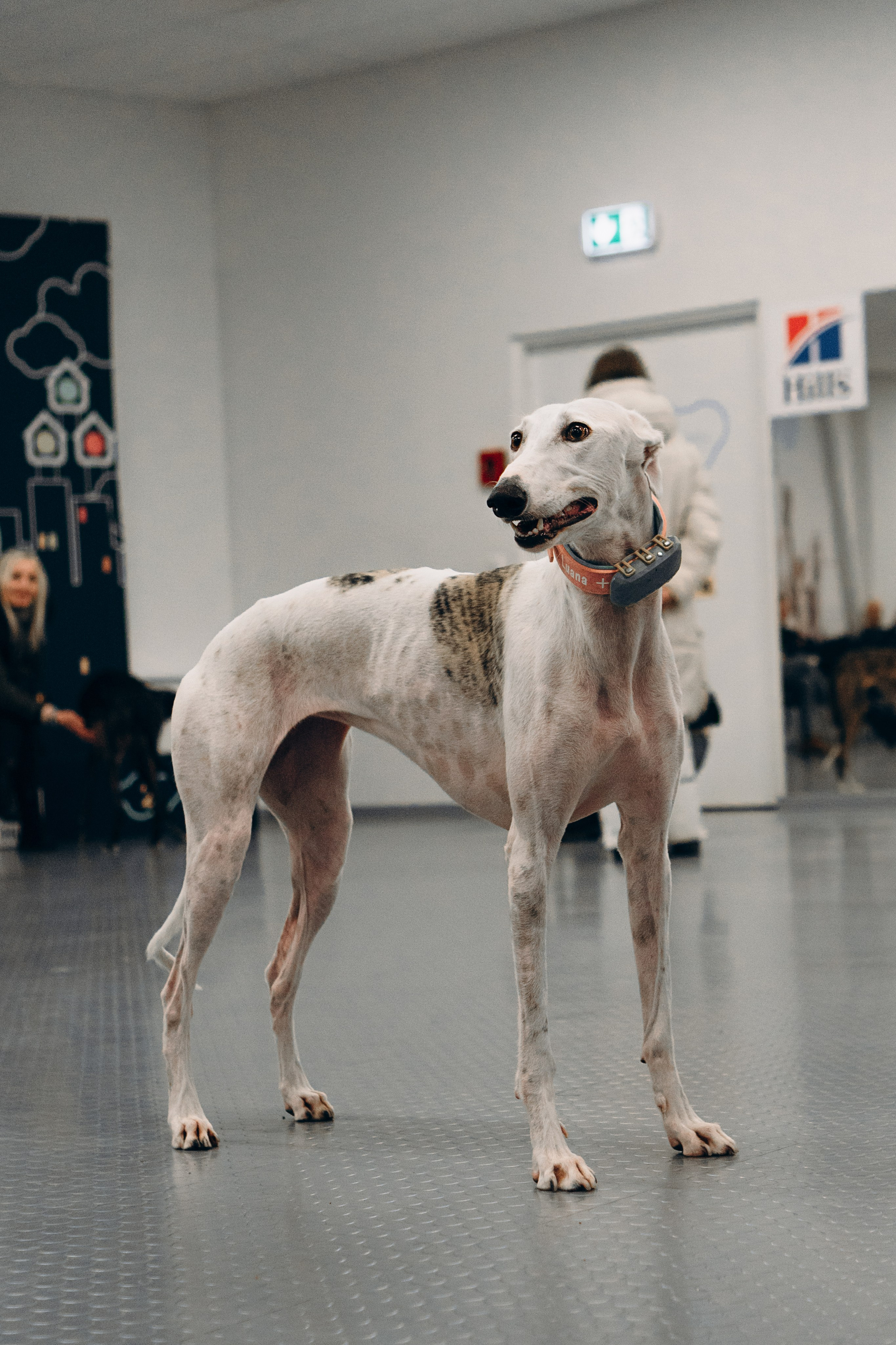 Galgotreff, 9 feb. 2025. Kat Laisaar — Pet photographer in Tallinn