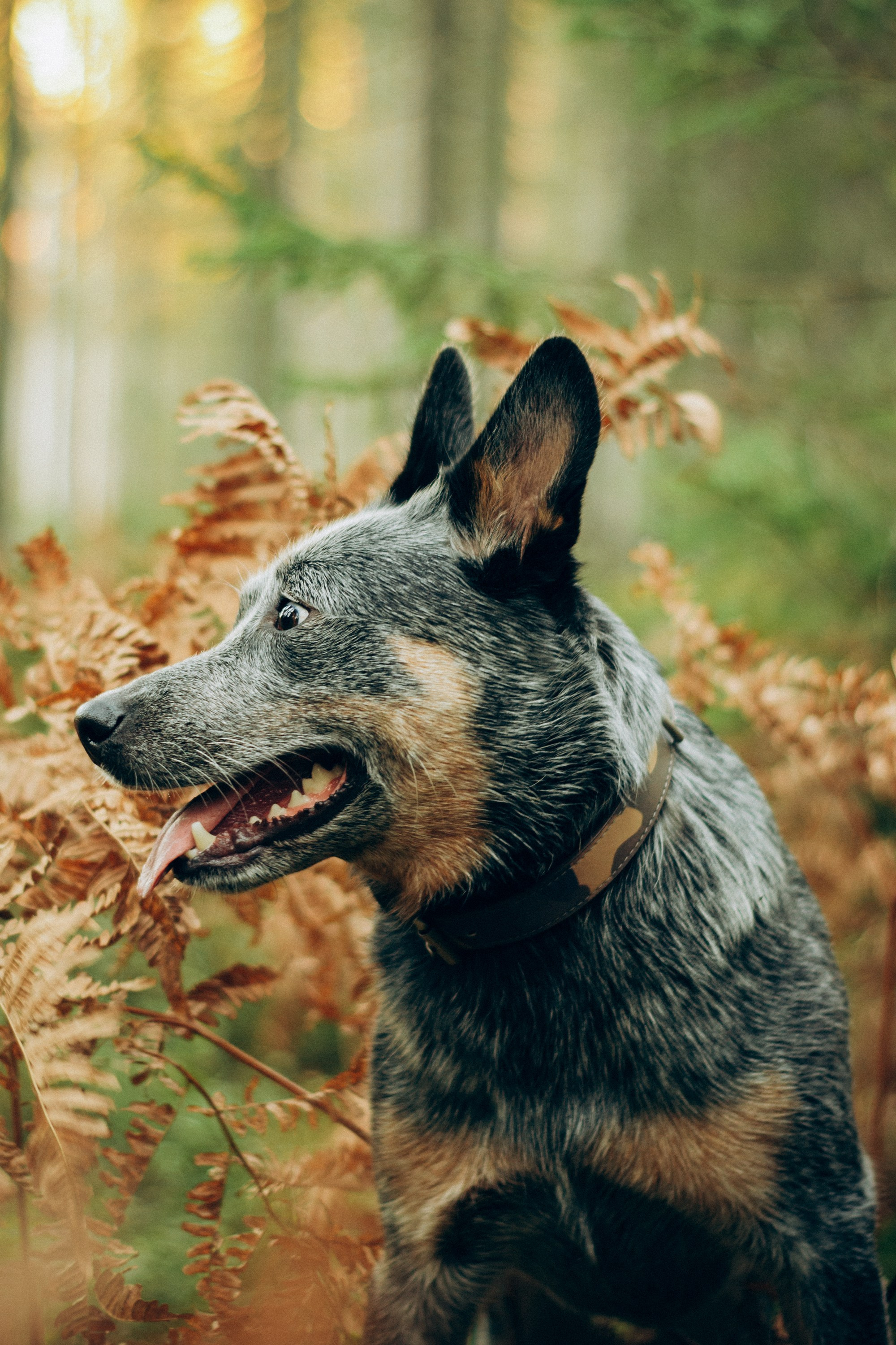 Polina and her Dakota, Blue Heeler. Kat Laisaar — Pet photographer in Tallinn