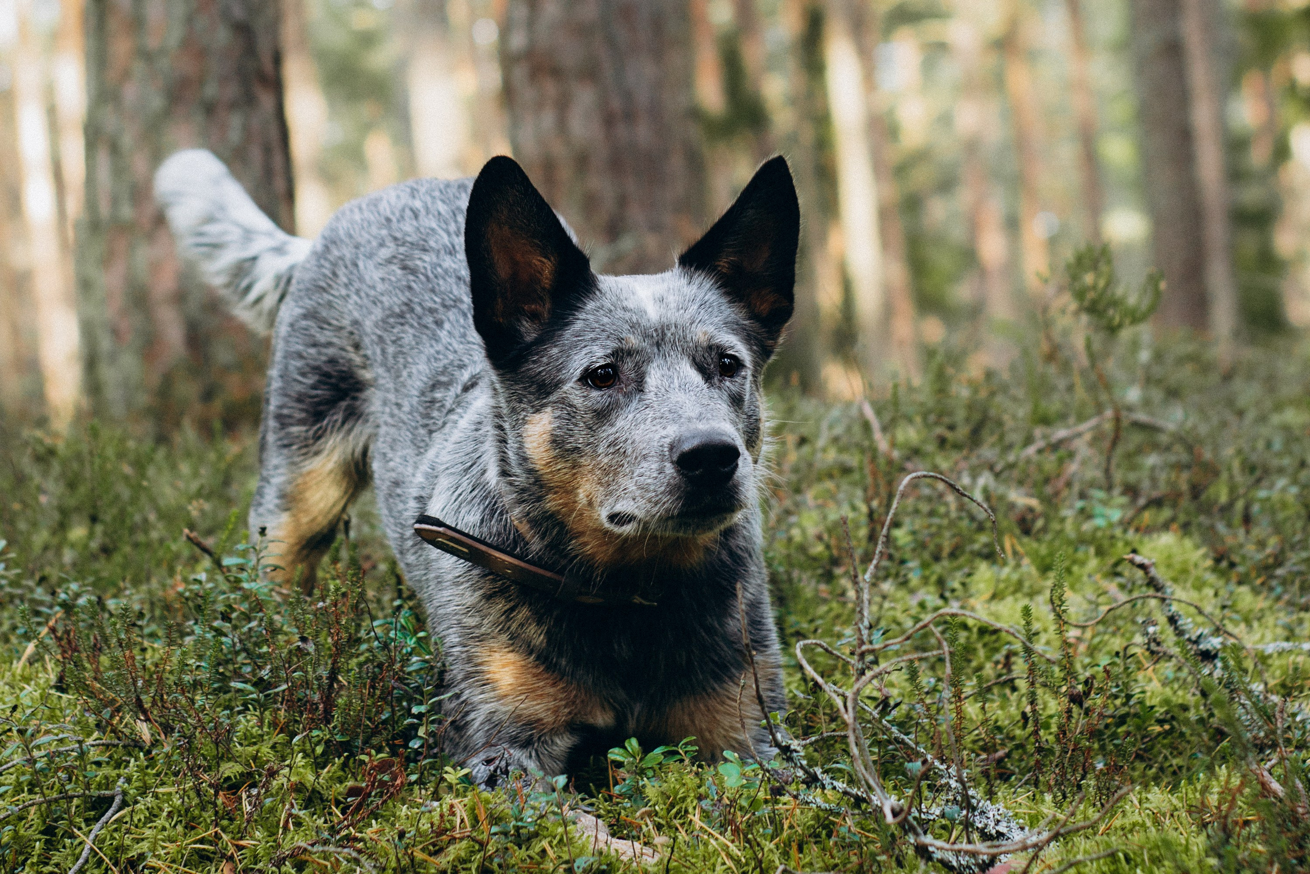 Polina and her Dakota, Blue Heeler. Kat Laisaar — Pet photographer in Tallinn