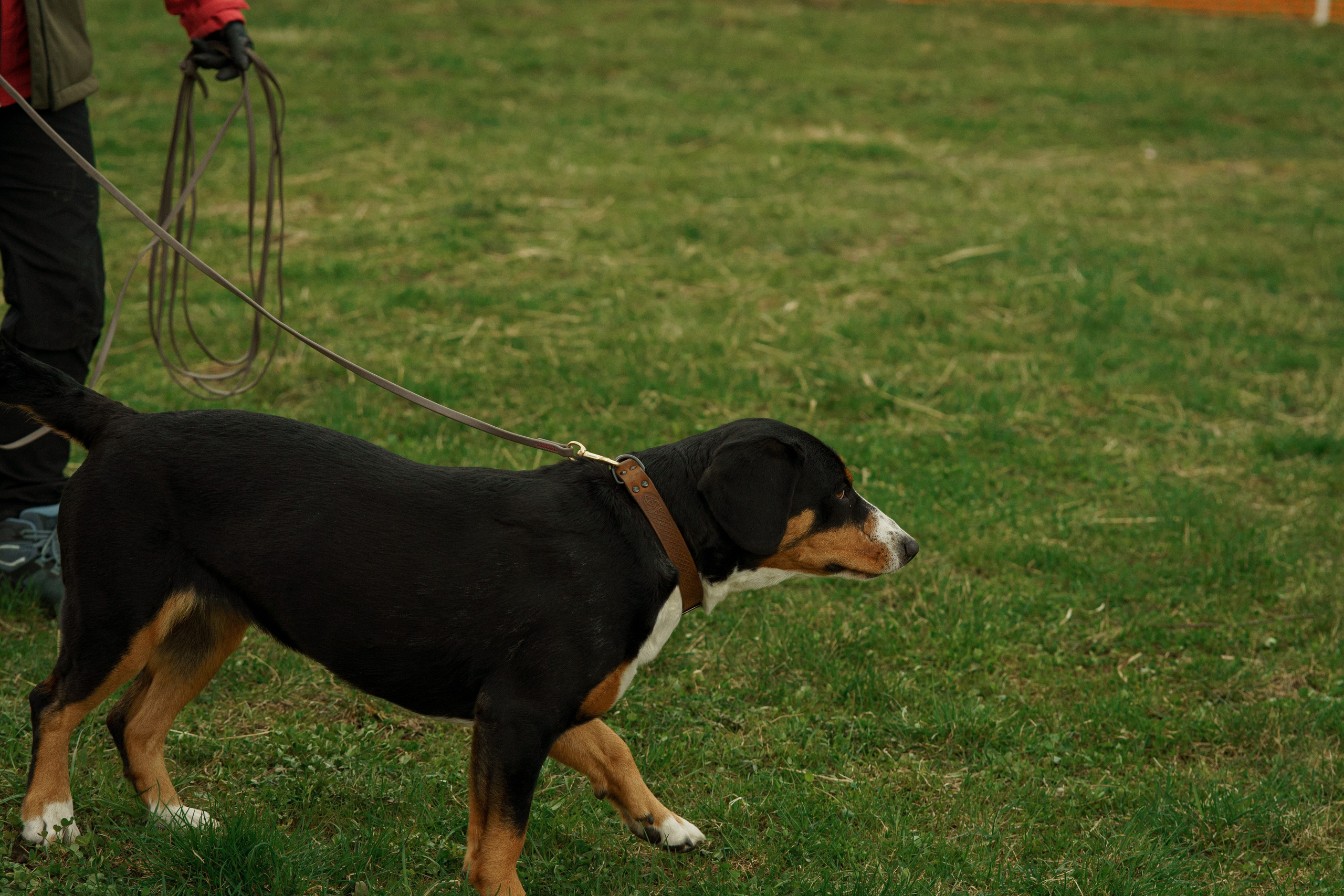 Herding Days, 26 apr. 2025. Kat Laisaar — Pet photographer in Tallinn