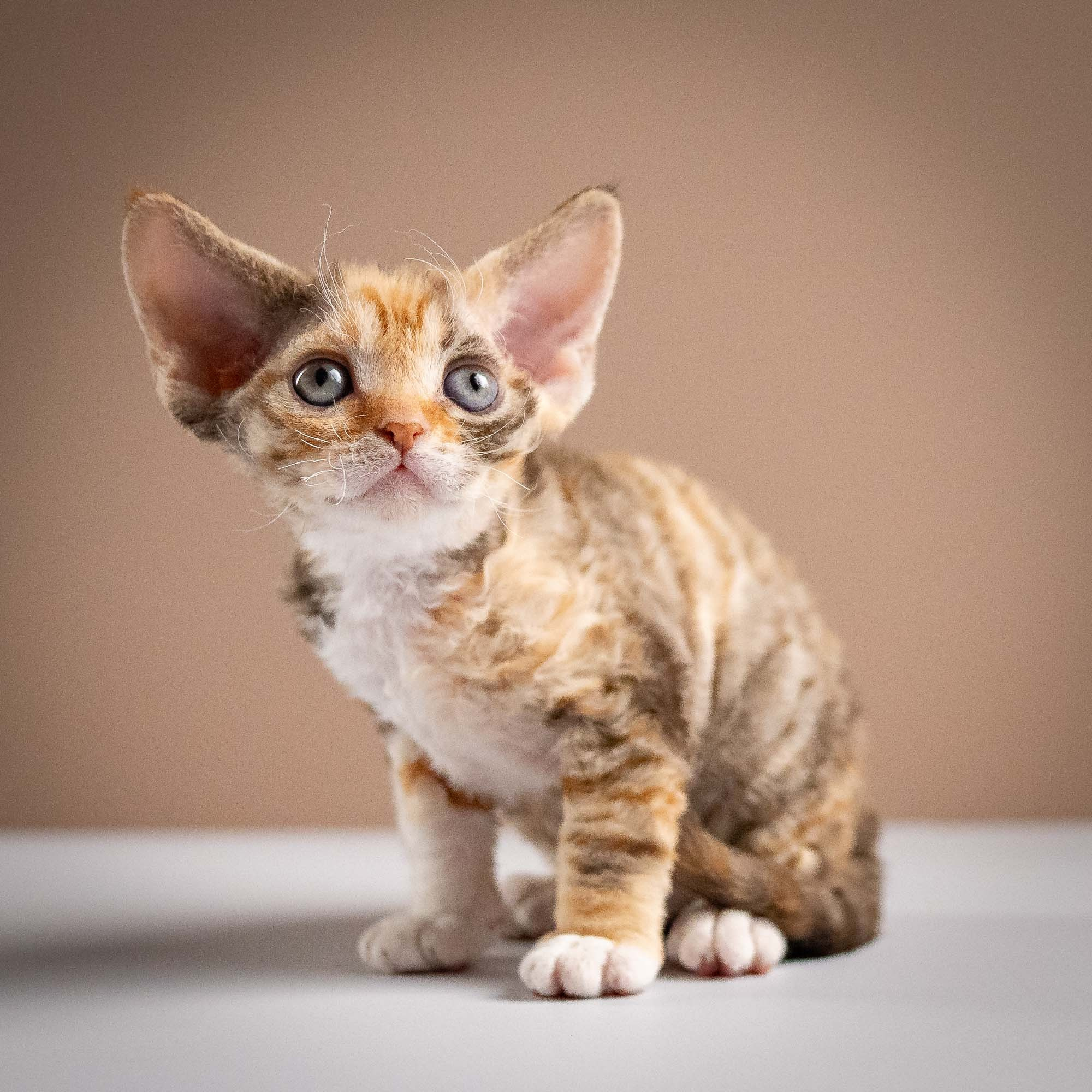 Oksana, girl, born 02.08.26. Devon Rex Pixie Cattery