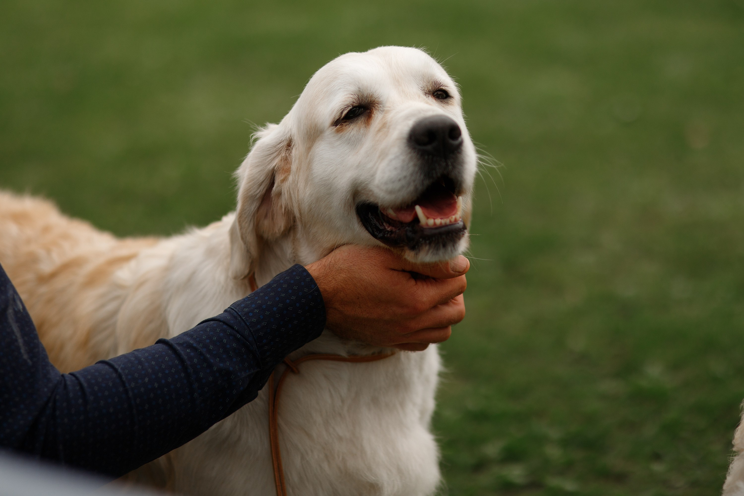 Dog shows | the best ones. Kaja | fotograf psów we Wrocławiu