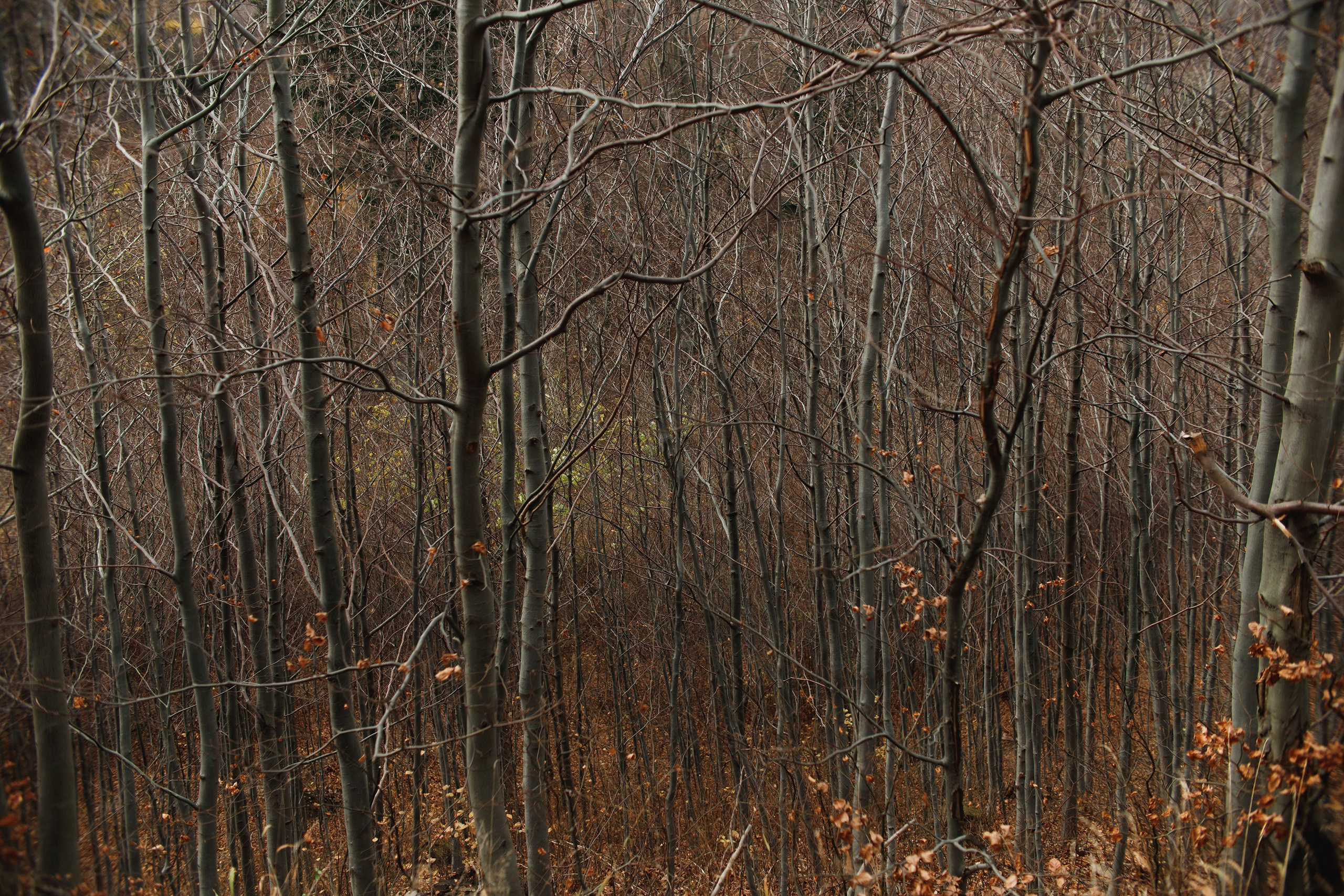 Sowie góry. Kaja | fotograf we Wrocławiu | ludzie i psy