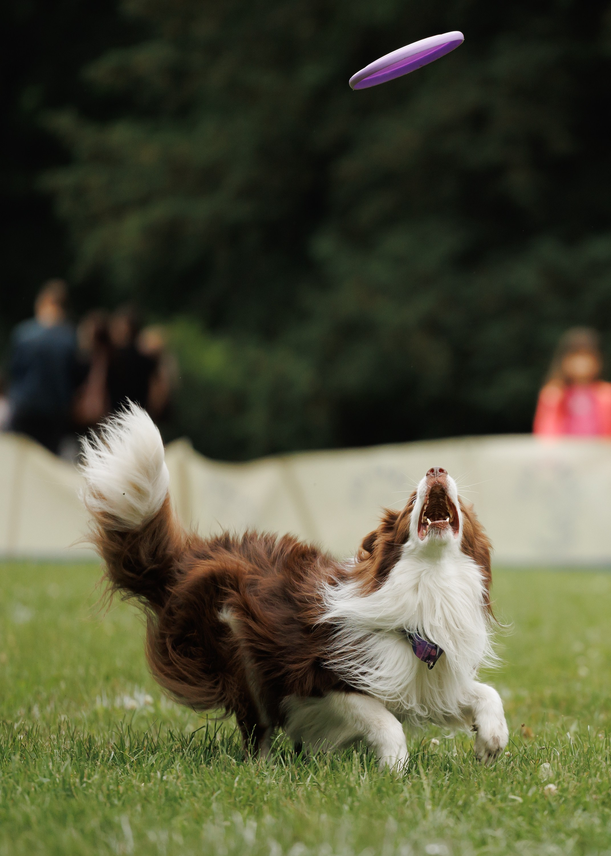 Latające psy, Wrocław'25. Kaja | fotograf psów we Wrocławiu