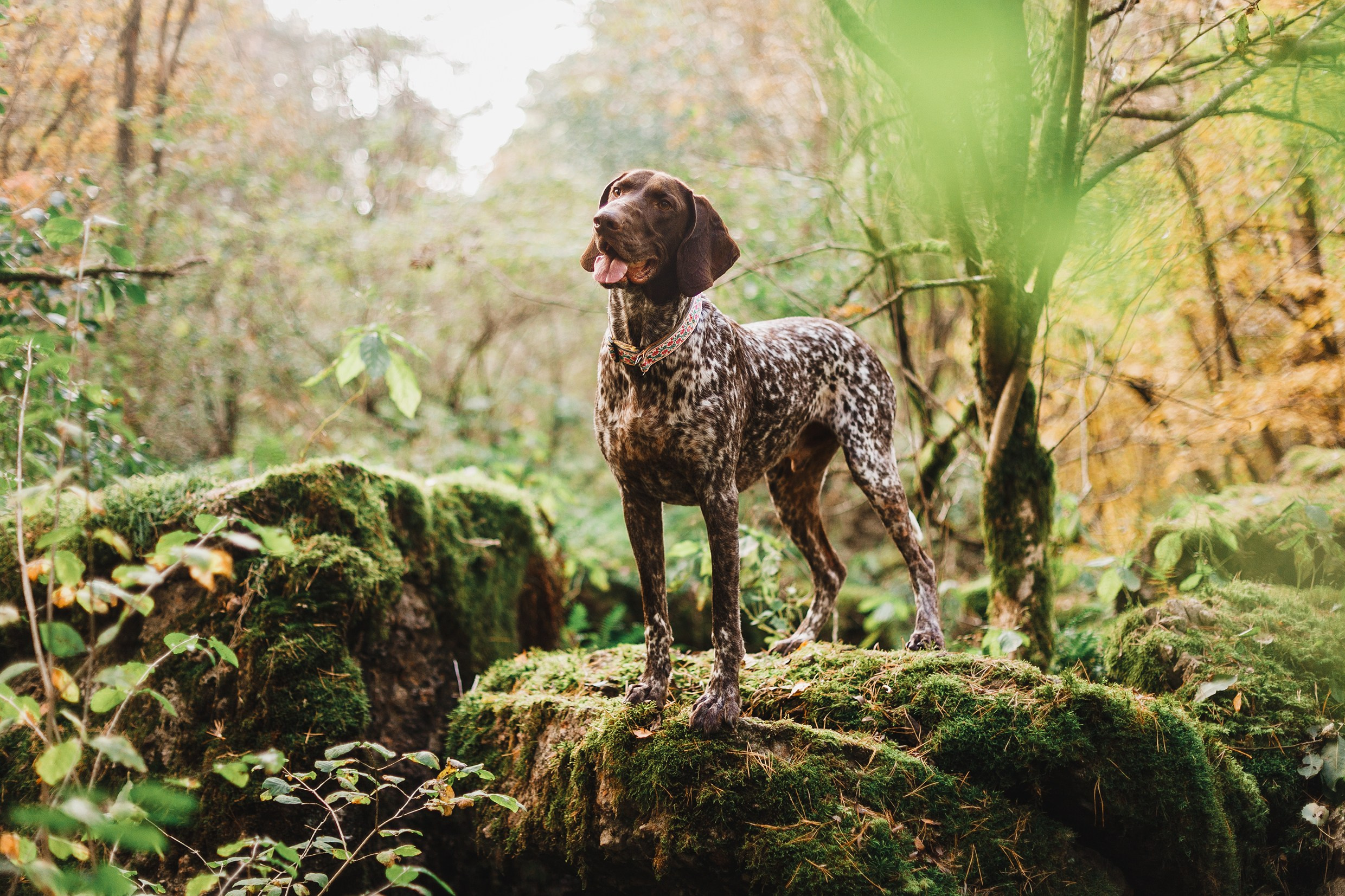 «Kasmach» dogs ammunition. Kaja | fotograf we Wrocławiu | ludzie i psy