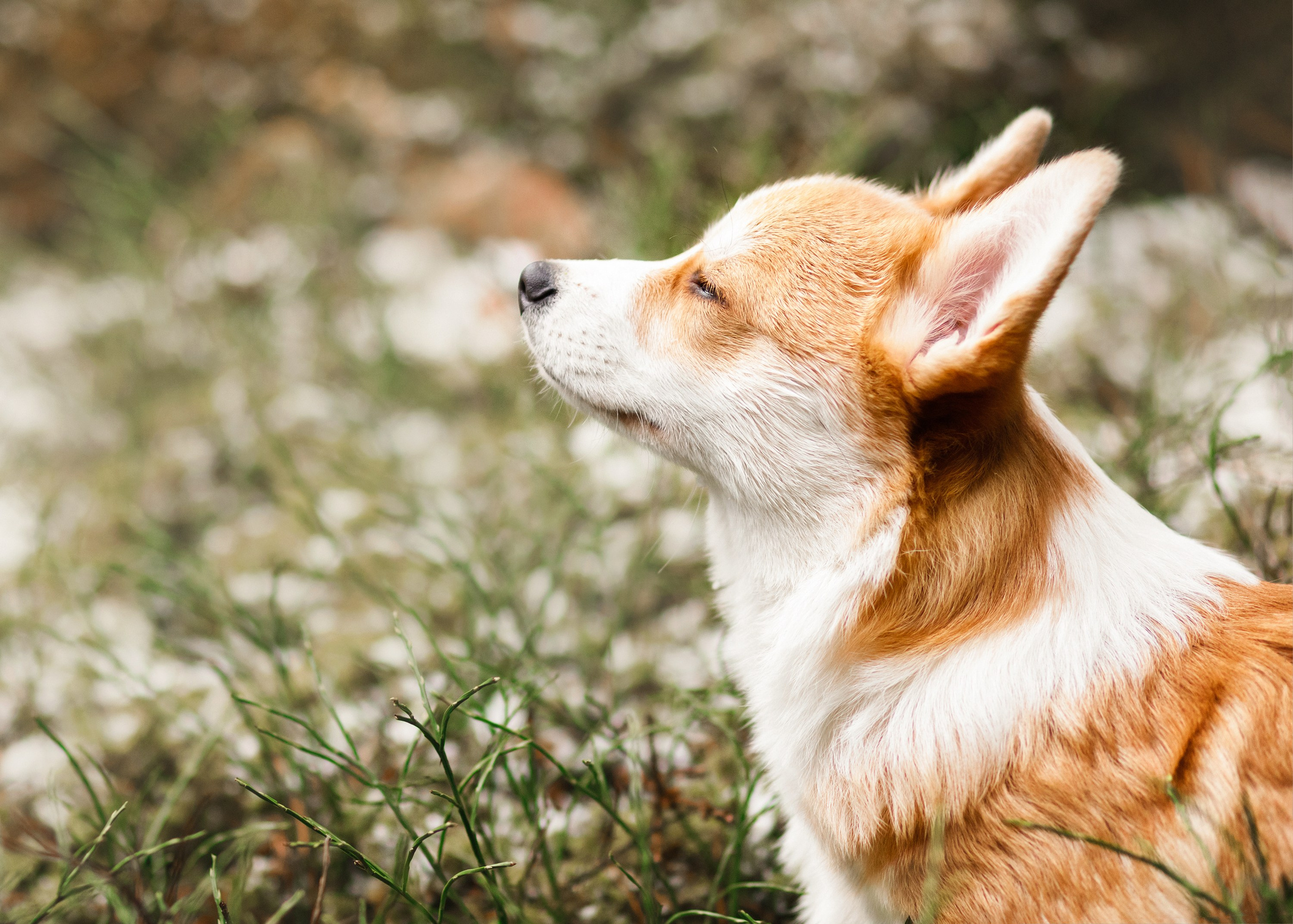 Corgi kennel & some other dogs in the forest. Kaja | fotograf psów we Wrocławiu
