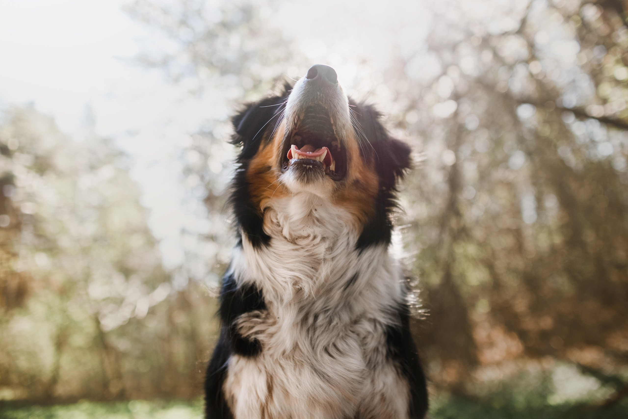 Dog trainer blog content. Kaja | fotograf we Wrocławiu | ludzie i psy