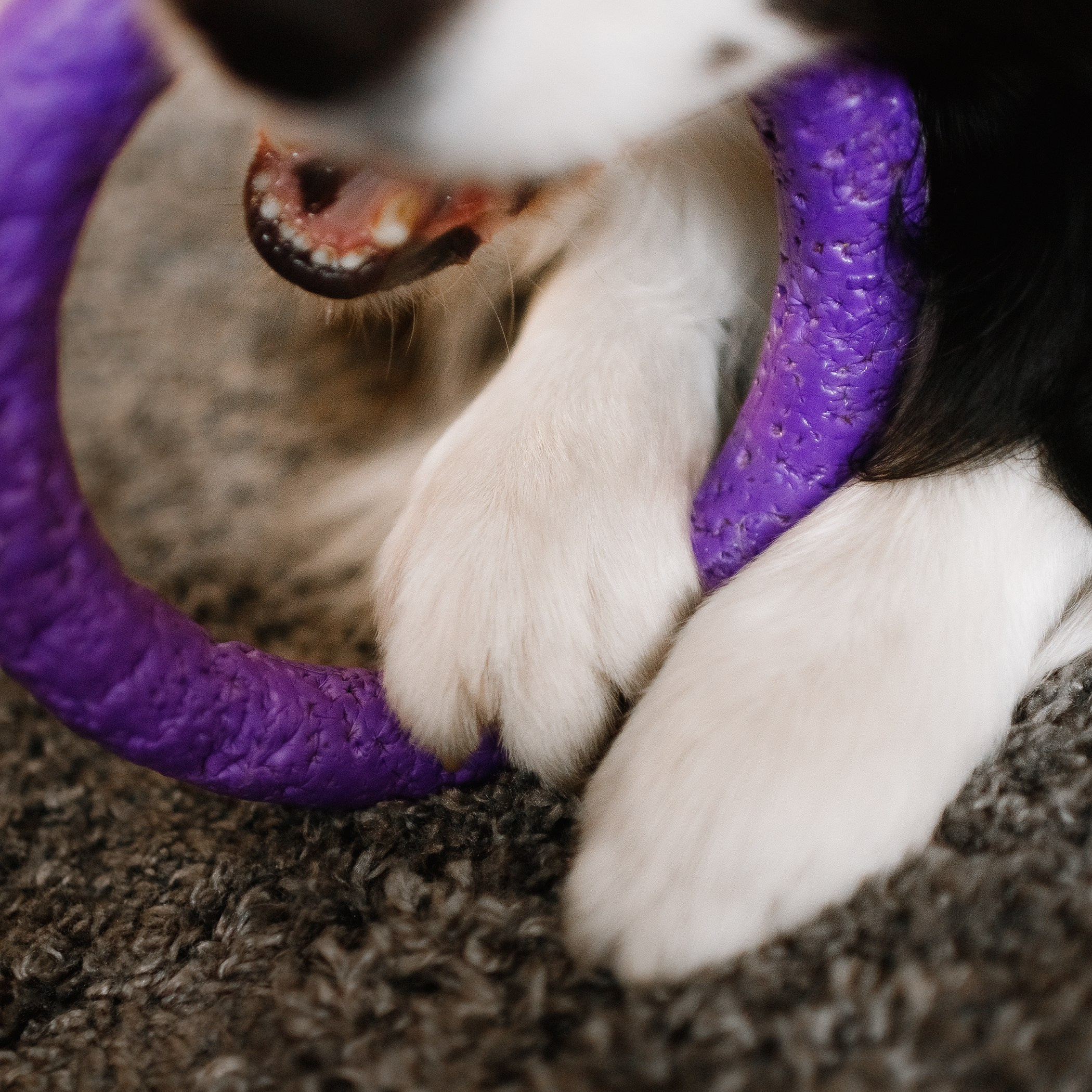 Evgenia & Richard. Kaja | fotograf we Wrocławiu | ludzie i psy