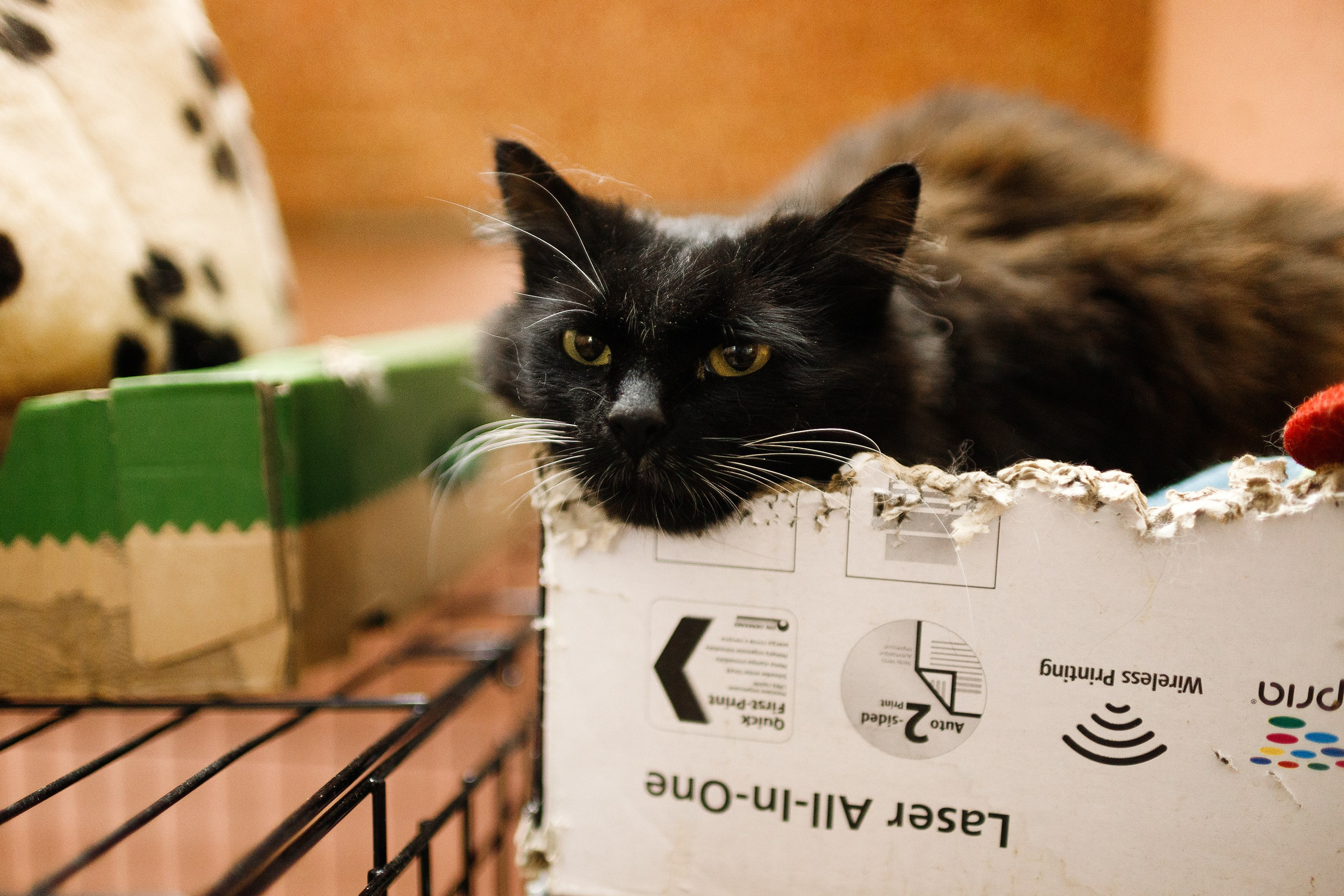 Shelter's cats for adoption. Kaja | fotograf we Wrocławiu | ludzie i psy
