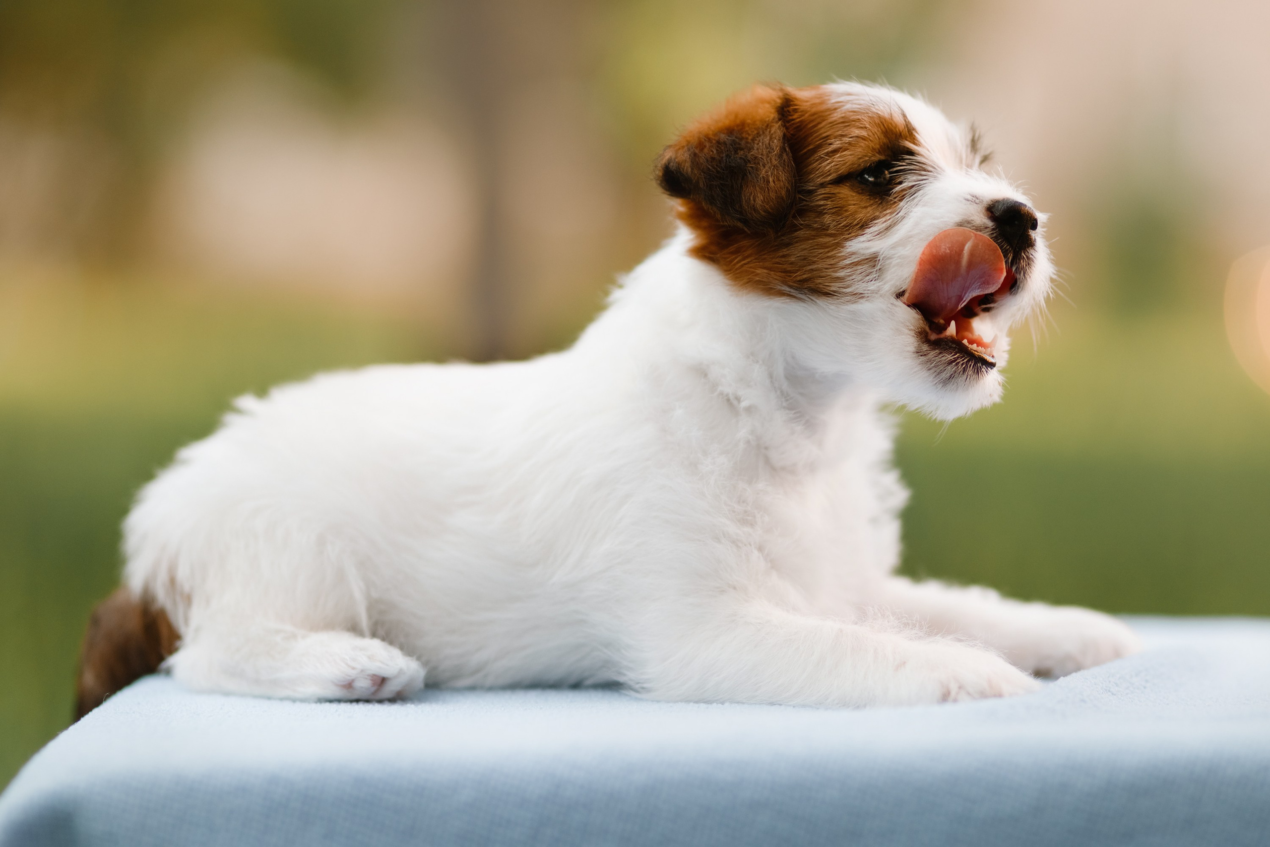 Jack russel puppies. Kaja | fotograf we Wrocławiu | ludzie i psy