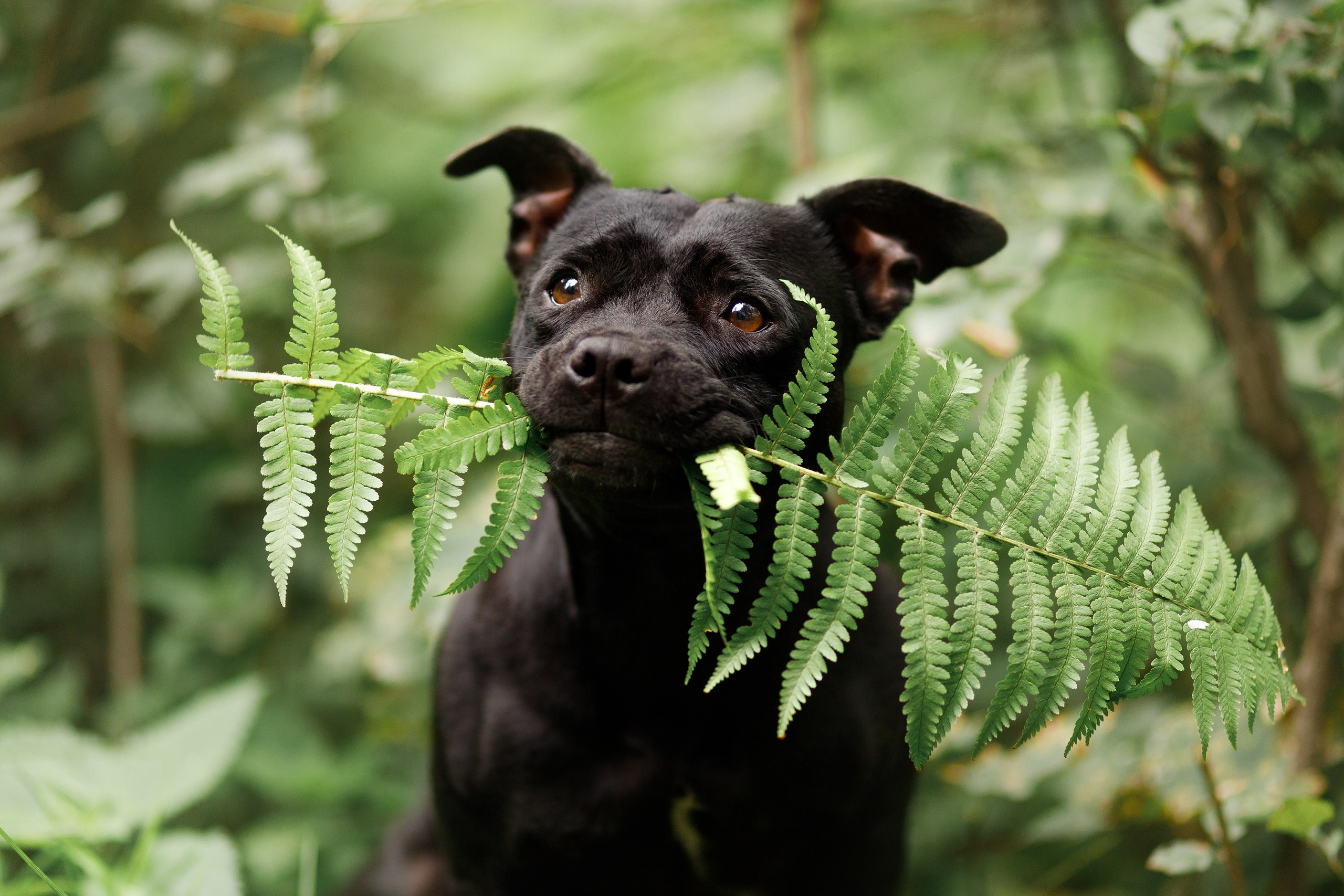 Staffy Yosia. Kaja | fotograf we Wrocławiu | ludzie i psy