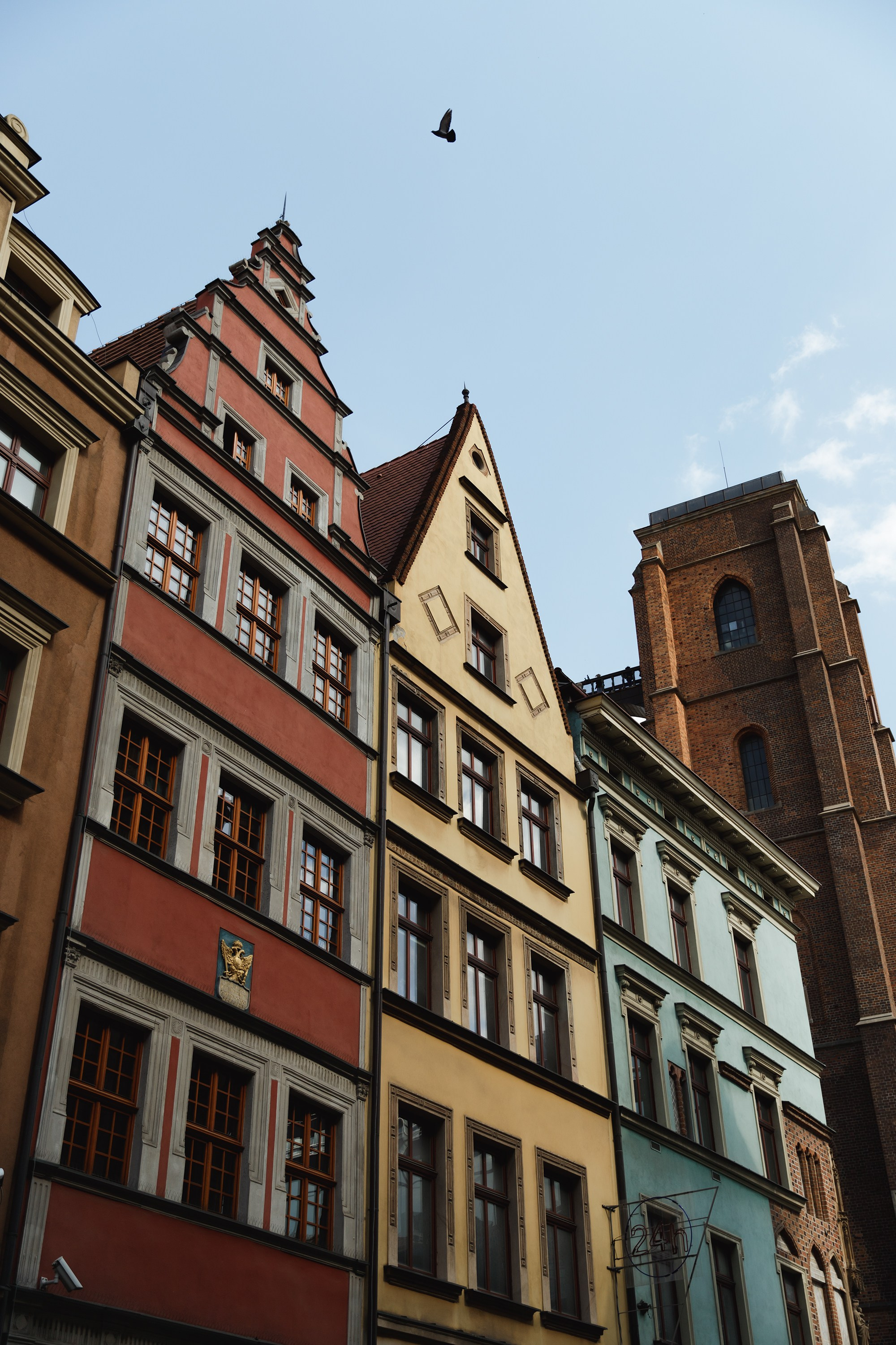 Wroclaw | the best ones. Kaja | fotograf psów we Wrocławiu