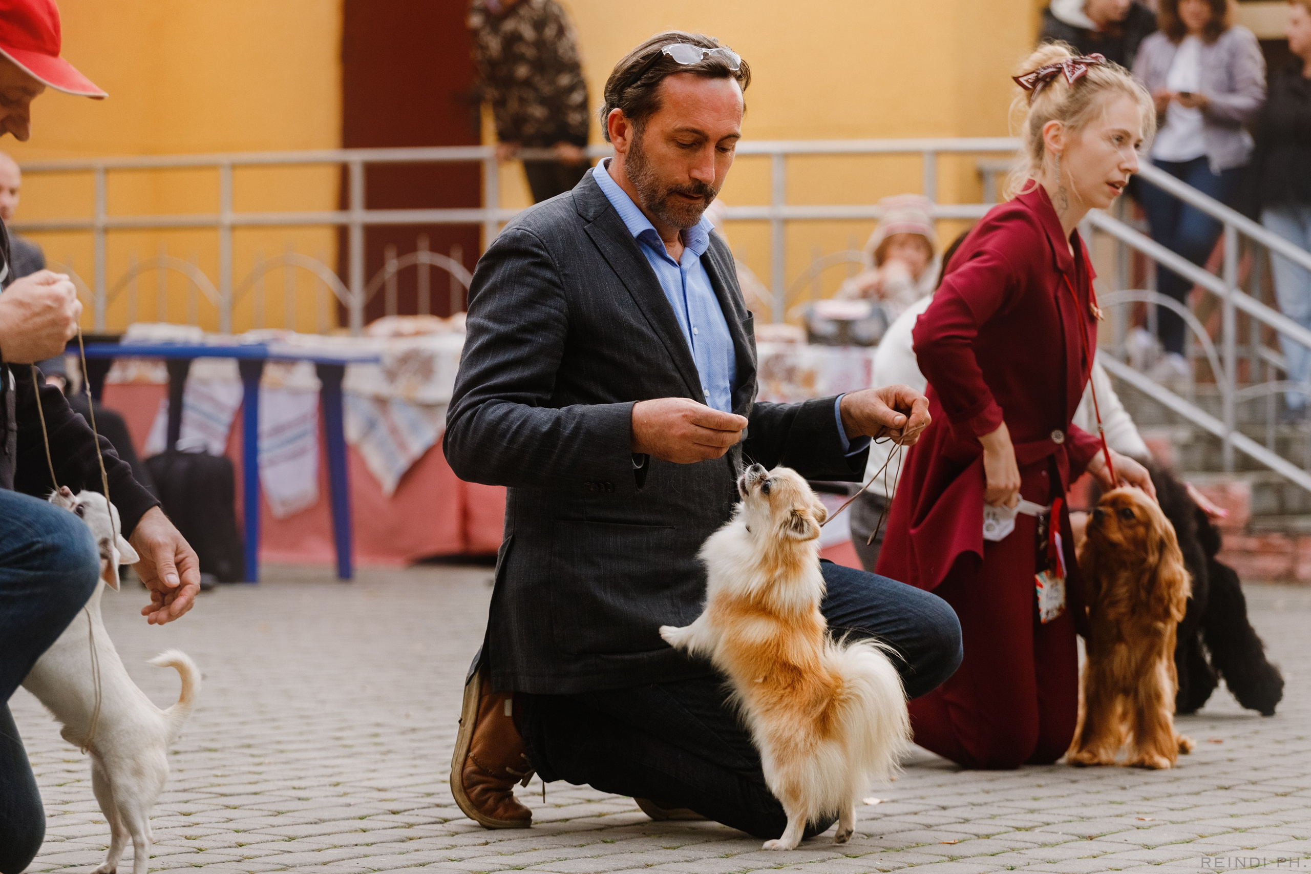 «Argus» dog show in Brest. Kaja | fotograf we Wrocławiu | ludzie i psy