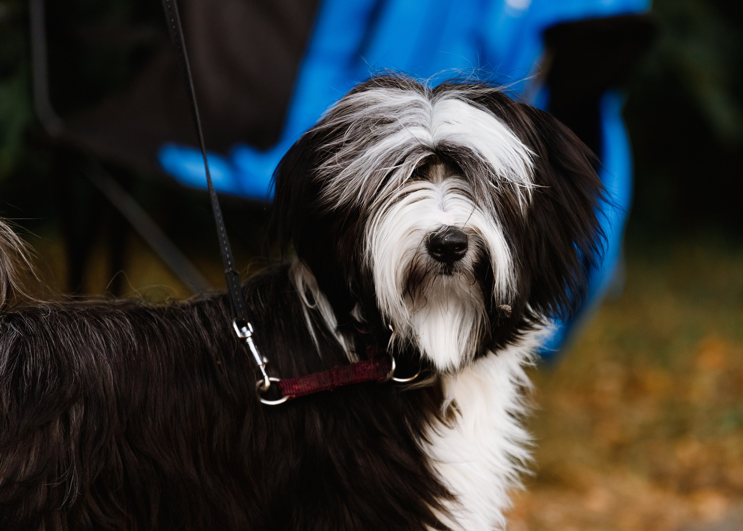 «Argus» dog show in Brest. Kaja | fotograf we Wrocławiu | ludzie i psy