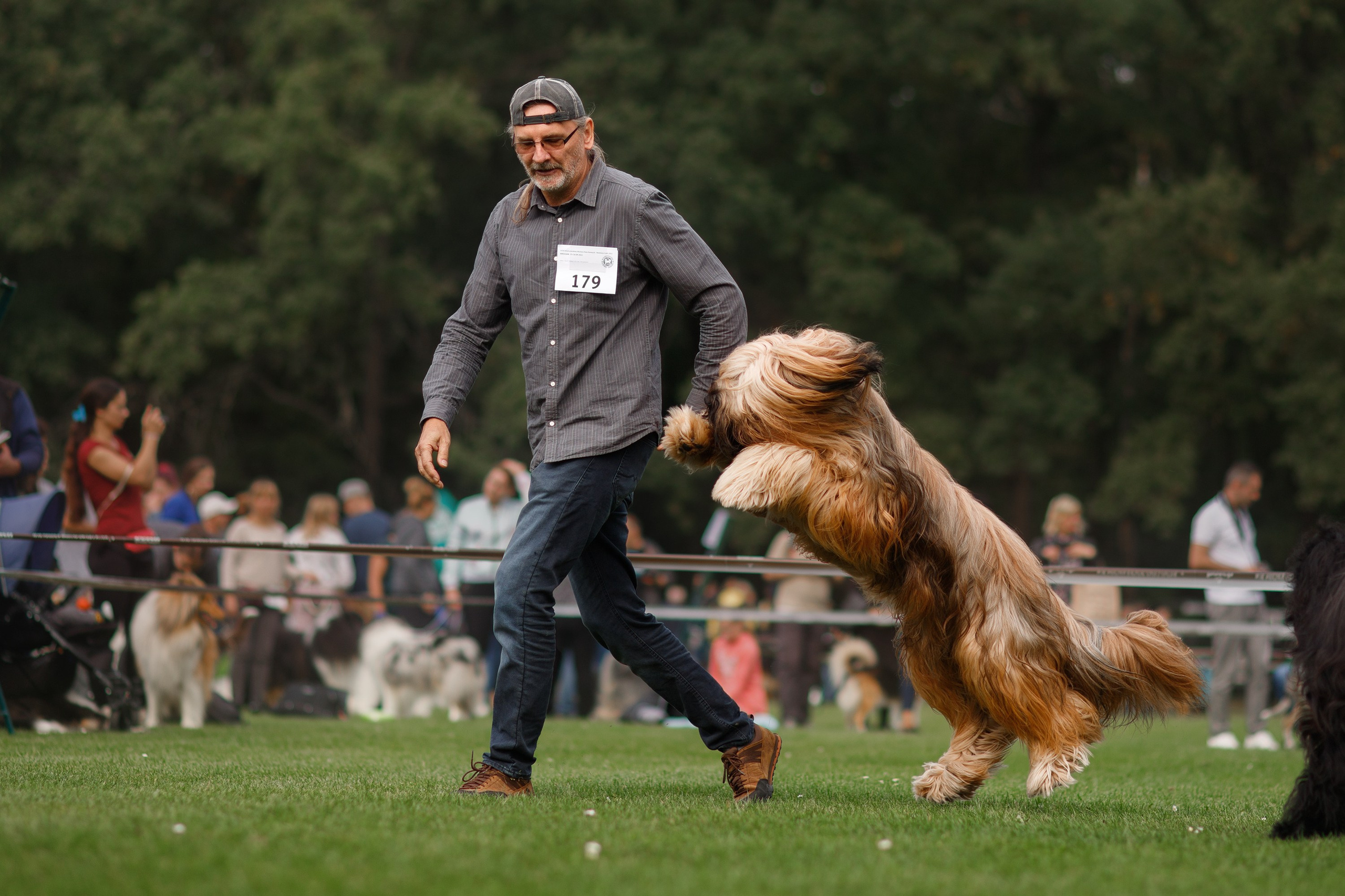 Dog shows | the best ones. Kaja | fotograf psów we Wrocławiu