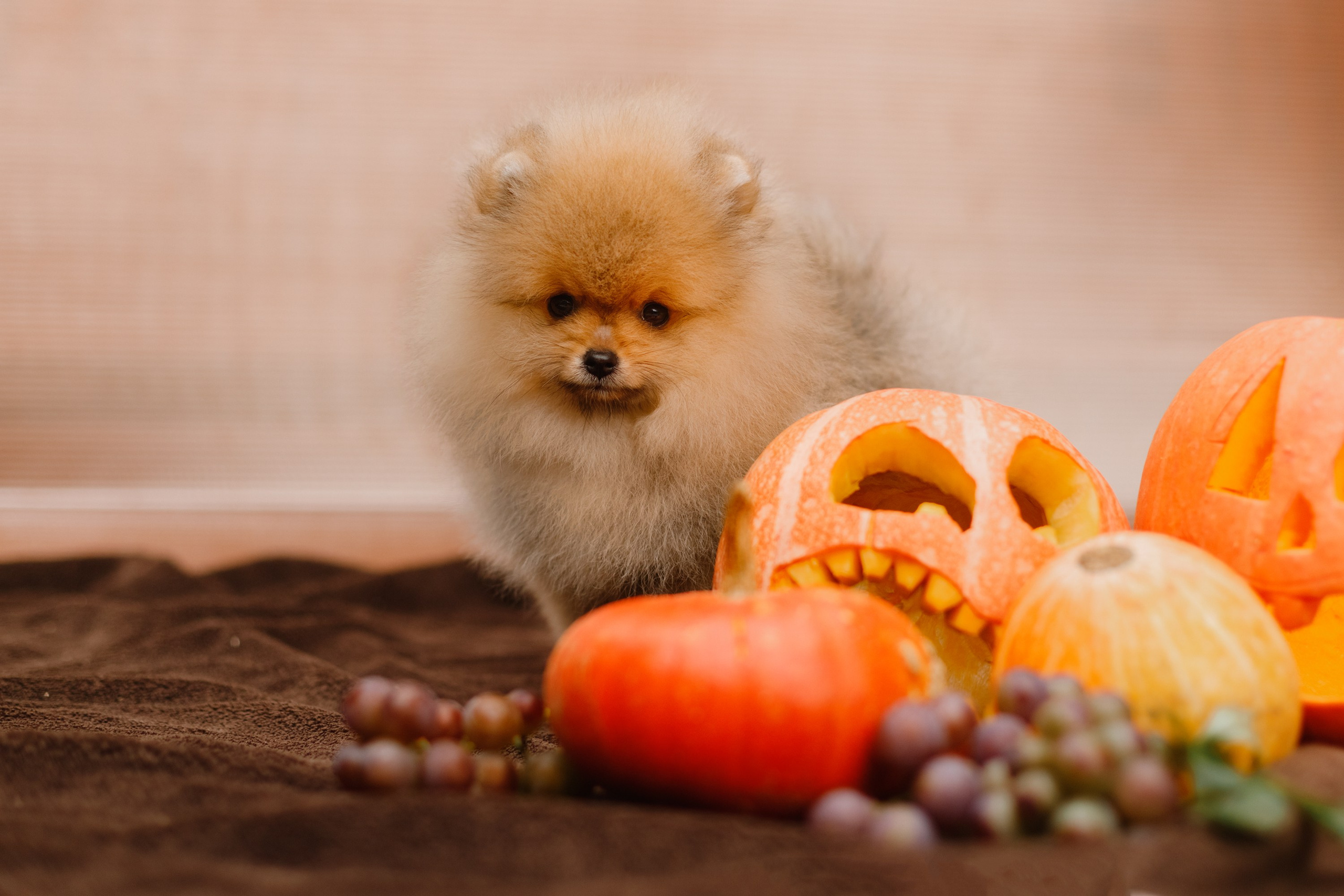 Halloween spitz puppies. Kaja | fotograf we Wrocławiu | ludzie i psy