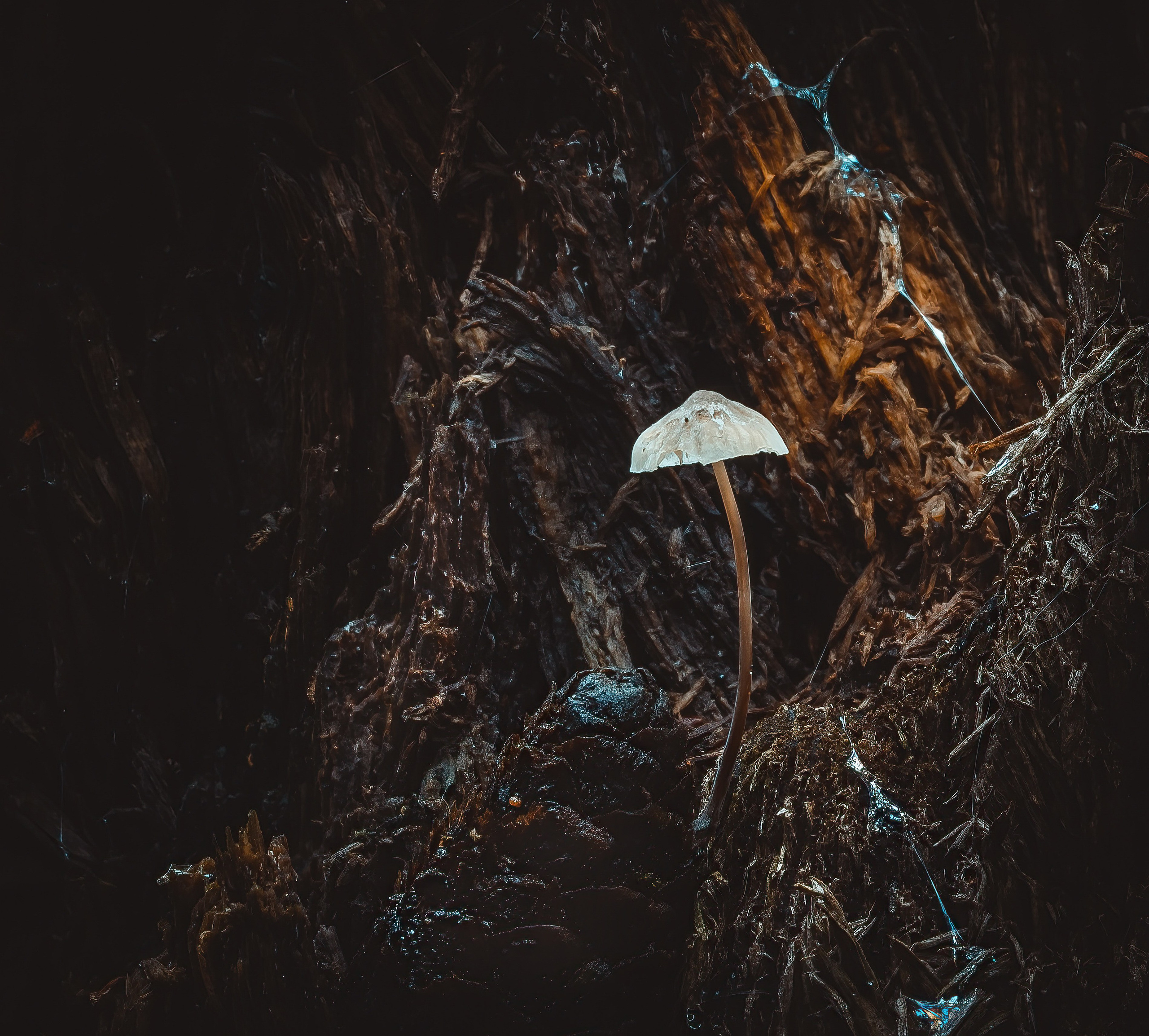 Portfolio. Creative Macro Photographer & Content Creator in Birmingham, UK — Lee Hall