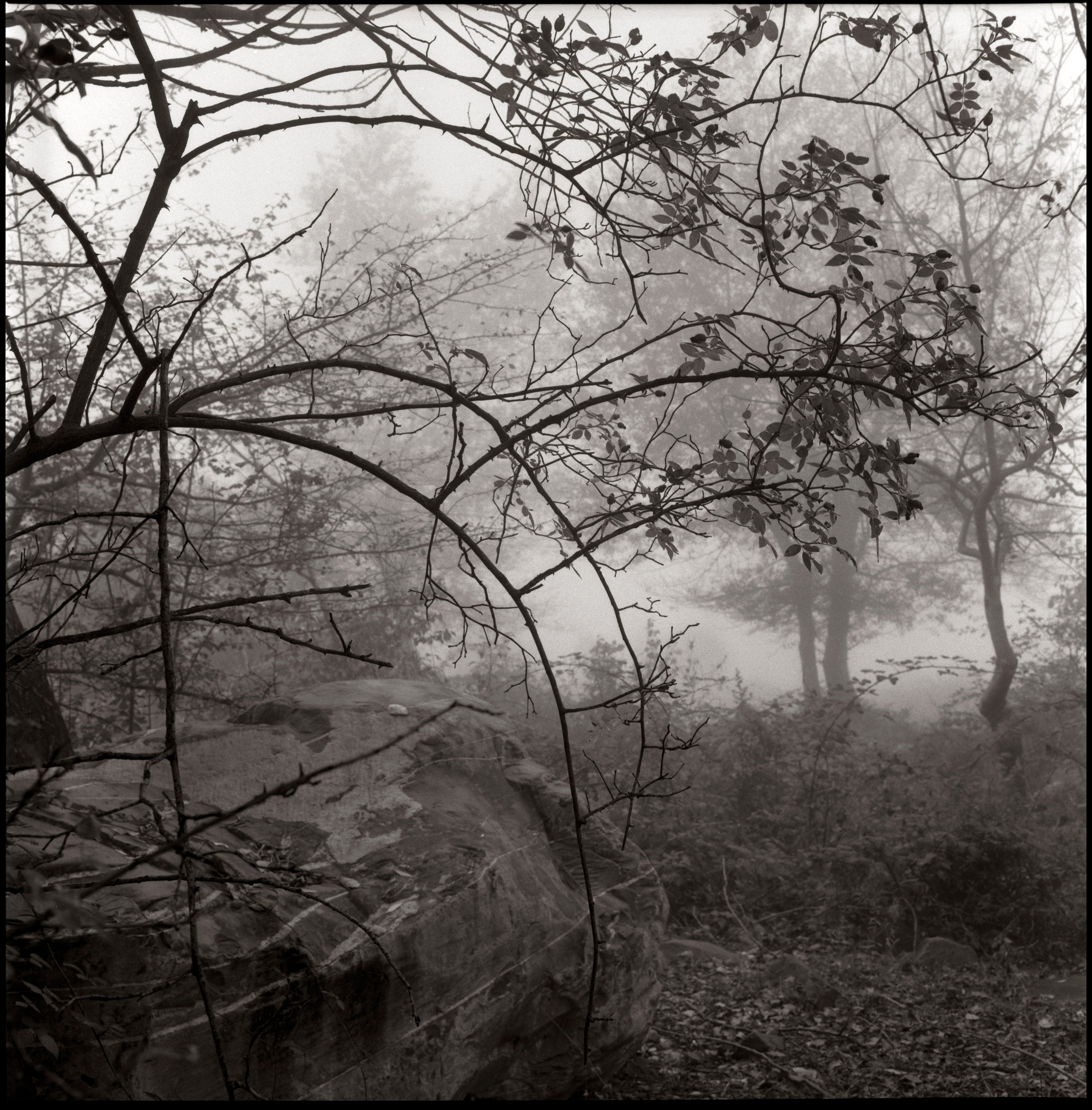 NATURE. Www.sananaleskerov.com