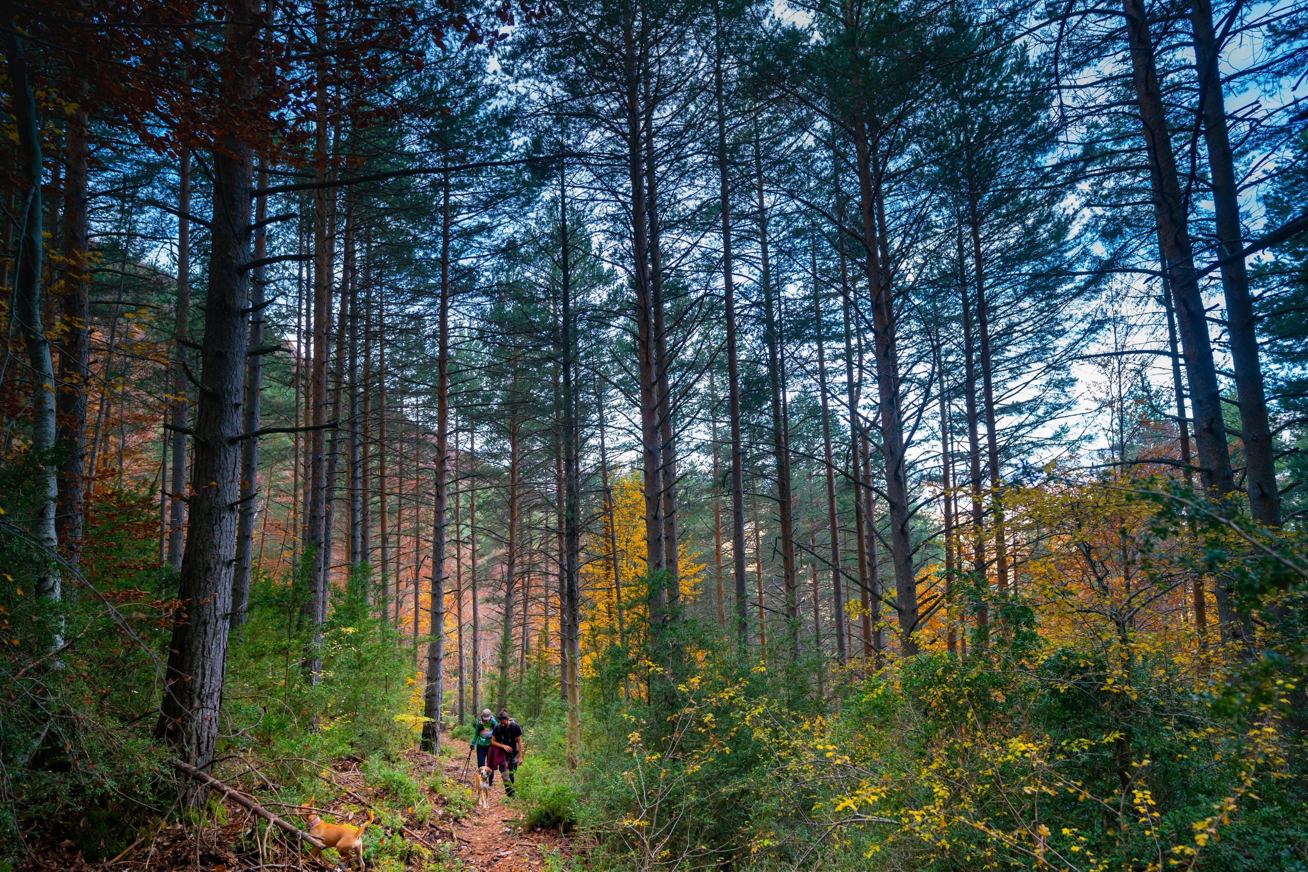 Ruta Otoño. Alba del Norte Studio