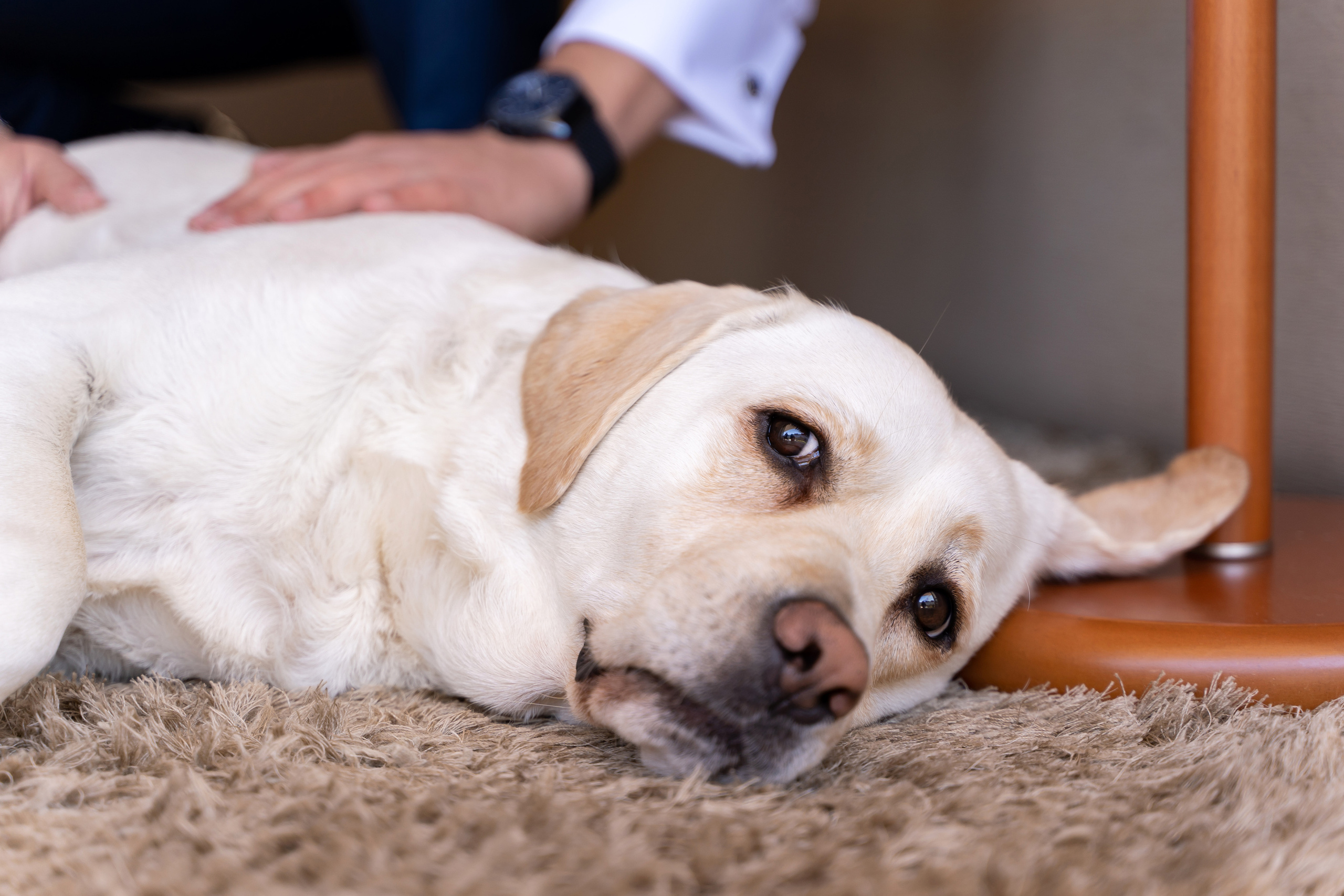 Casamento em Portugal Fotosessao. Fotografa em Portugal Alexandra Efimova