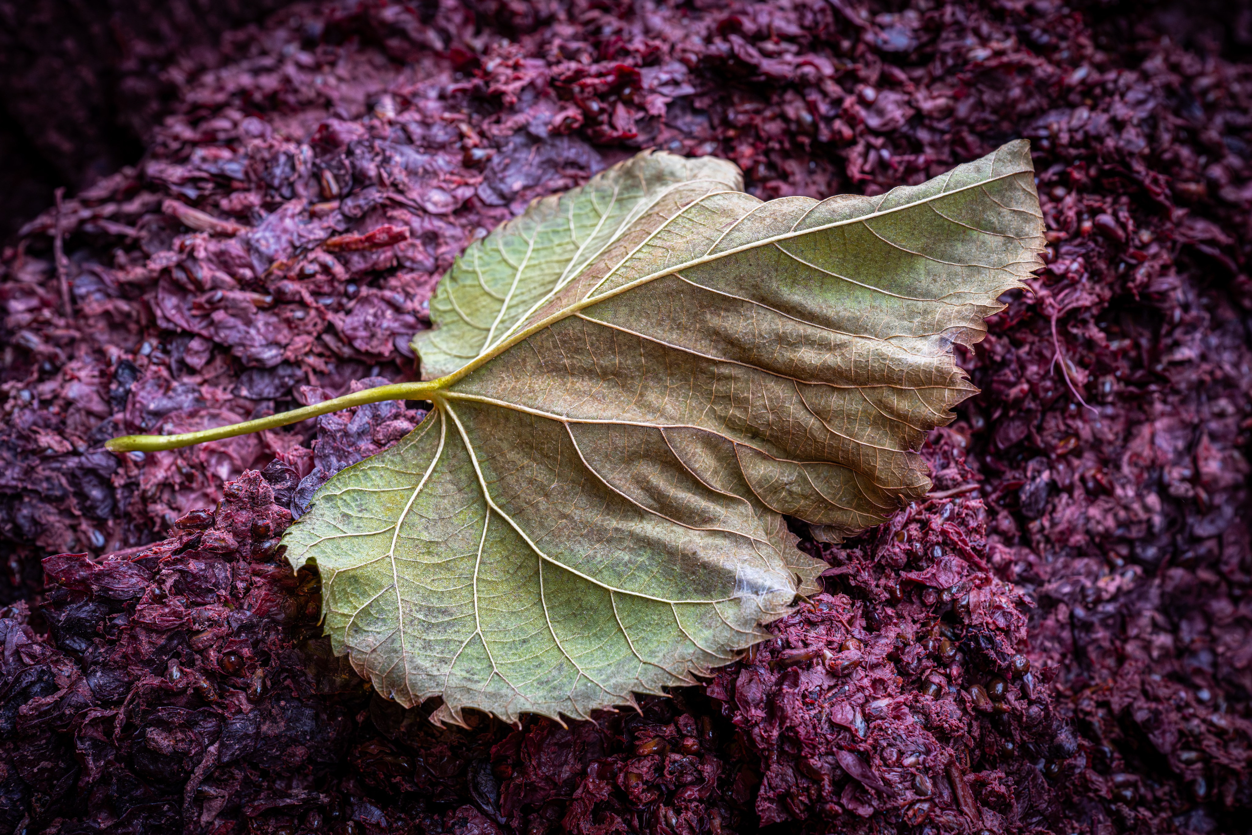 Cantine Boasso Serralunga. “Gianmaria Coscia fotografo per passione”