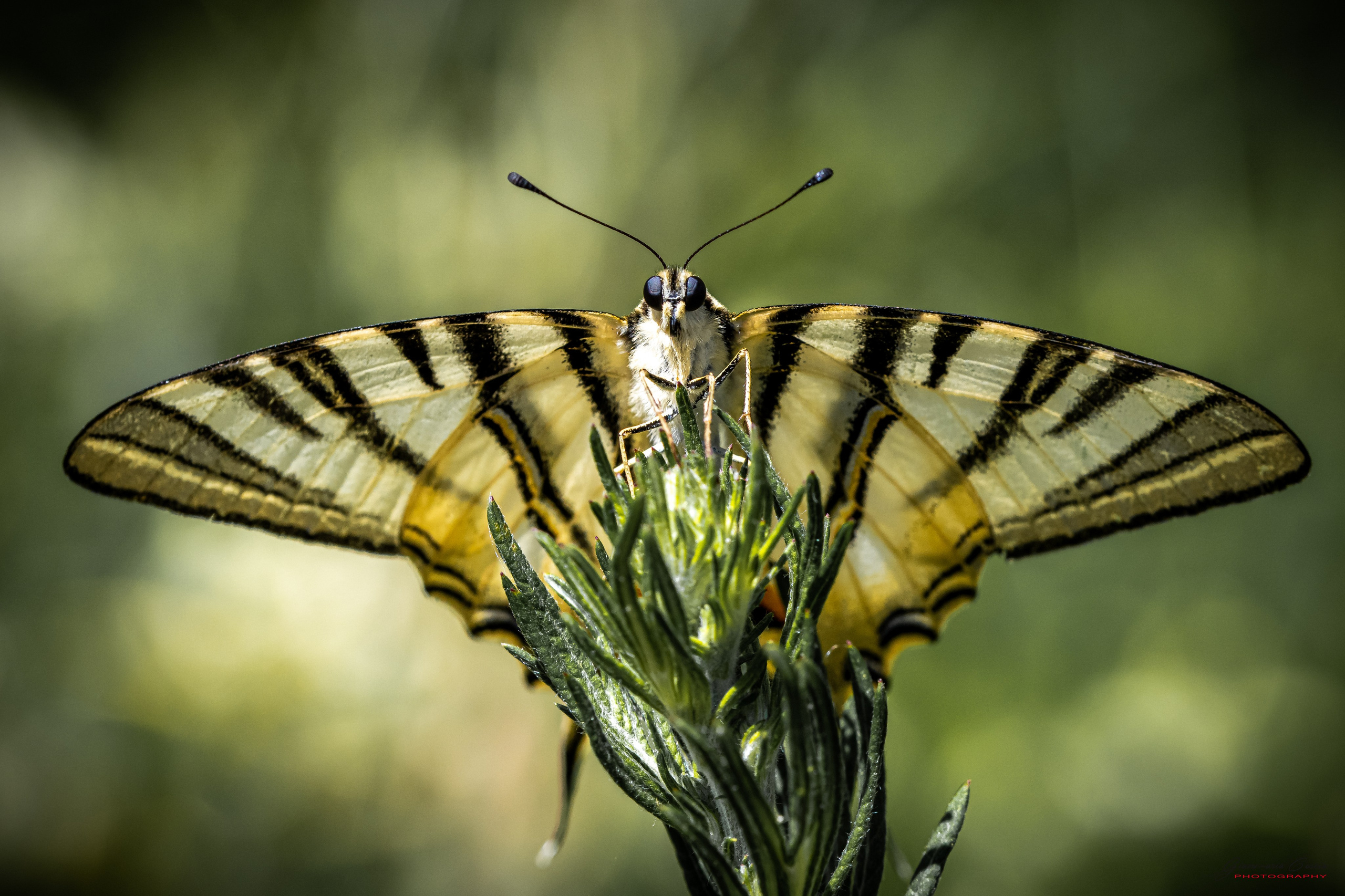 “Gianmaria Coscia fotografo per passione”