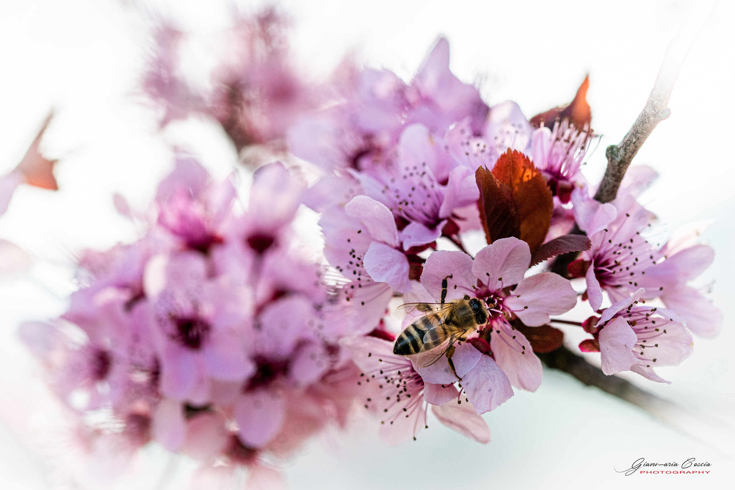 “Gianmaria Coscia fotografo per passione”
