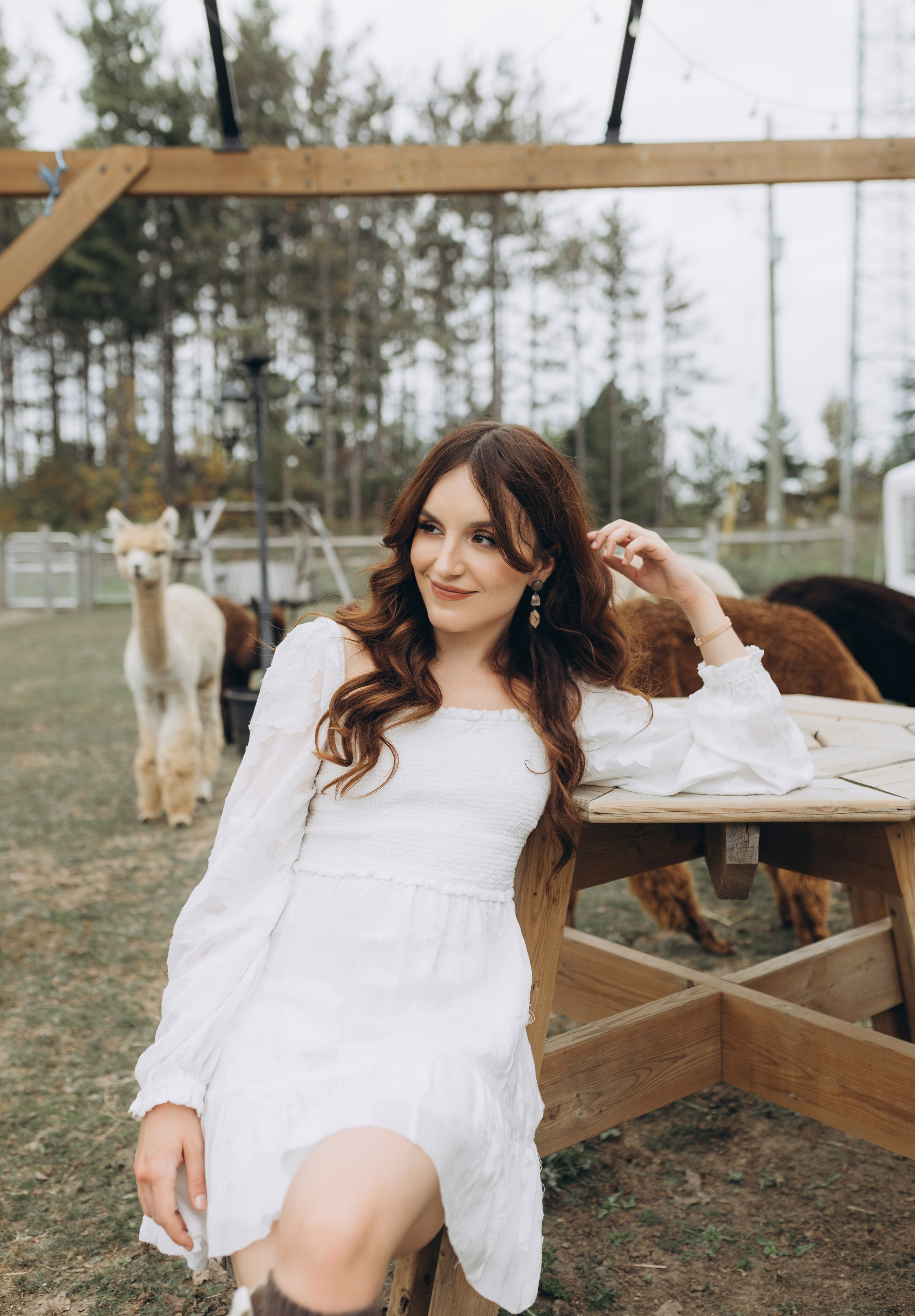 Alpacas Farm. Chernenko.photography