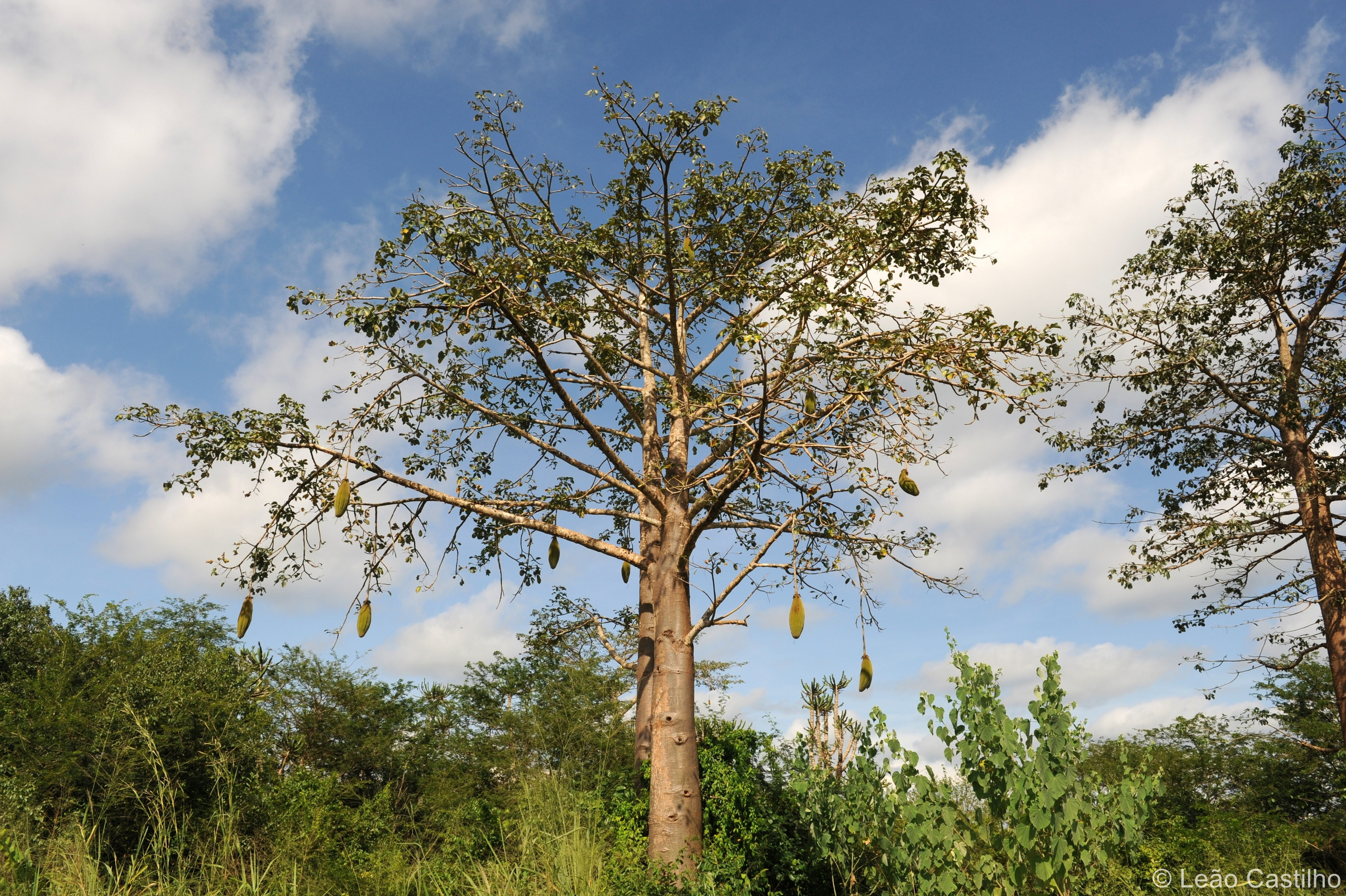 Photos from Angola. Simbahalu